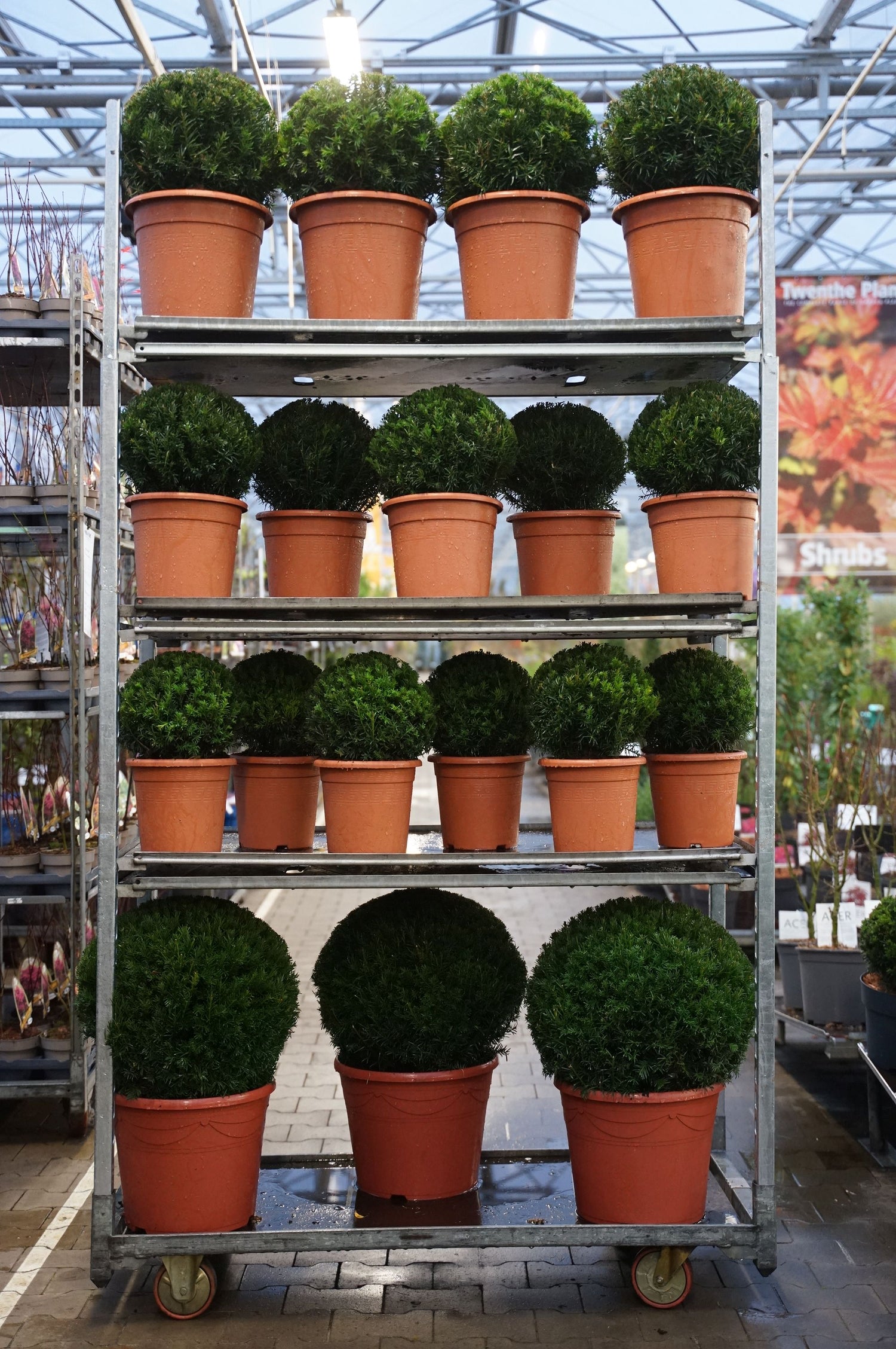 Idegran media in cultivars - MIX CC 6