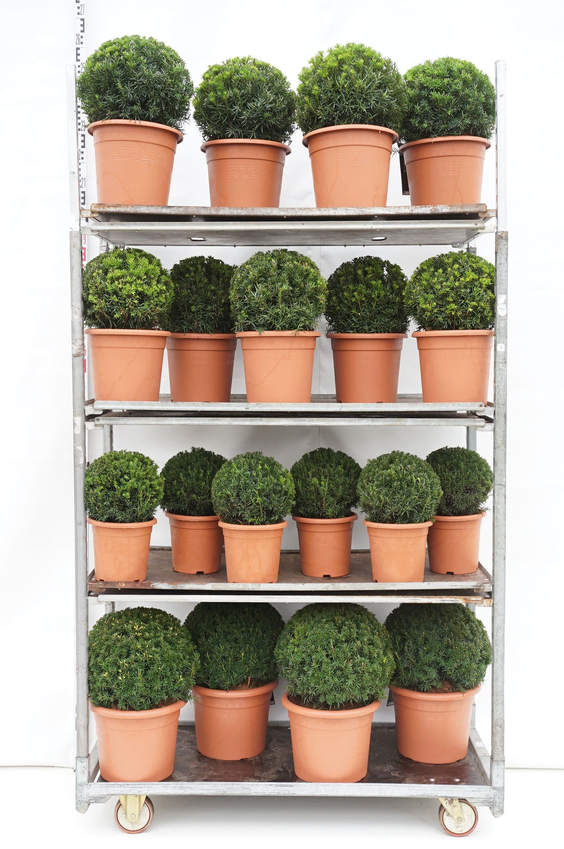 Idegran media in cultivars - MIX CC 9