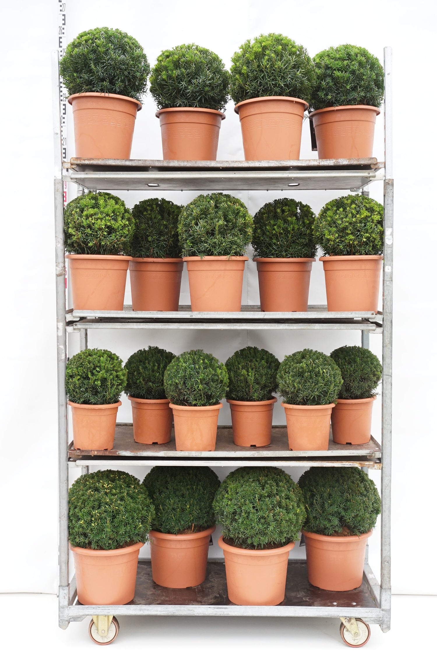 Idegran media in cultivars - MIX CC 9