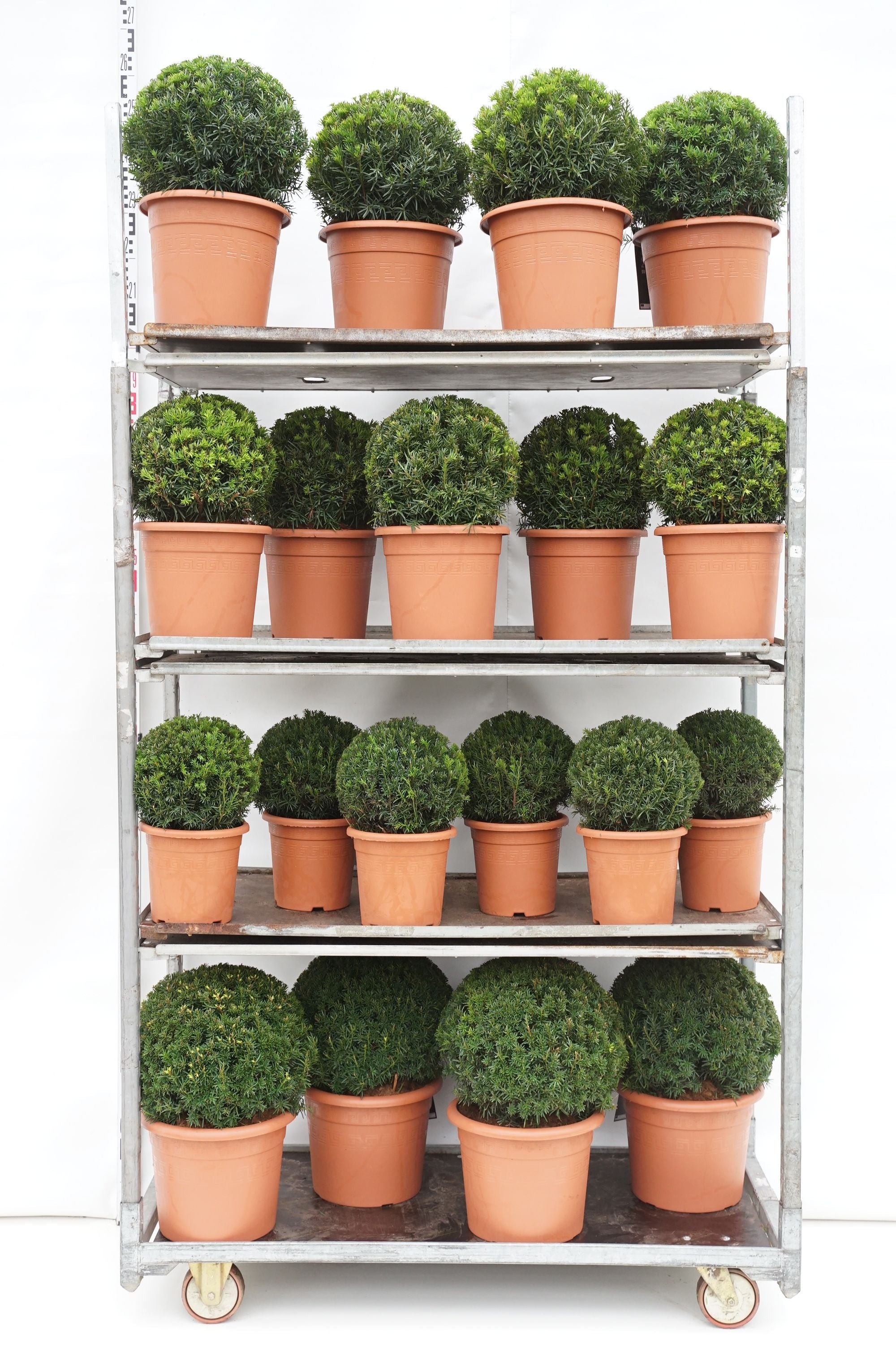 Idegran media in cultivars - MIX CC 9