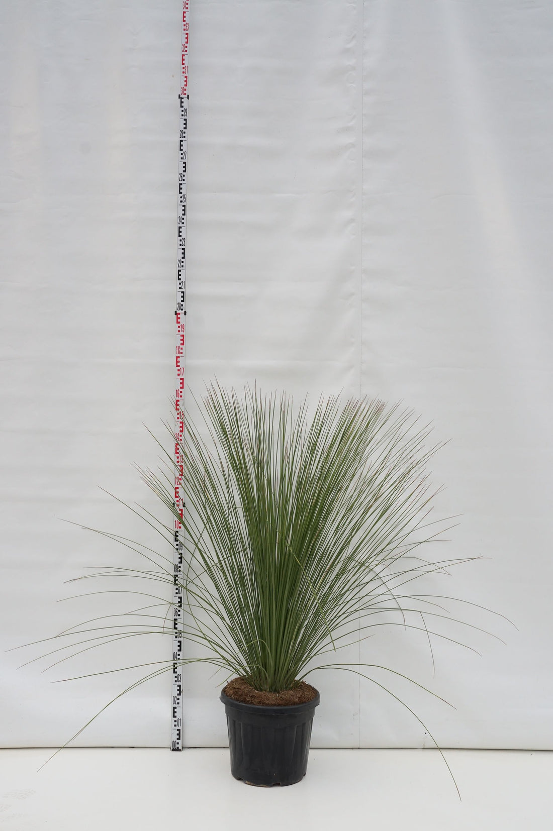 Dasylirion longissimum - C35 80/+ CM
