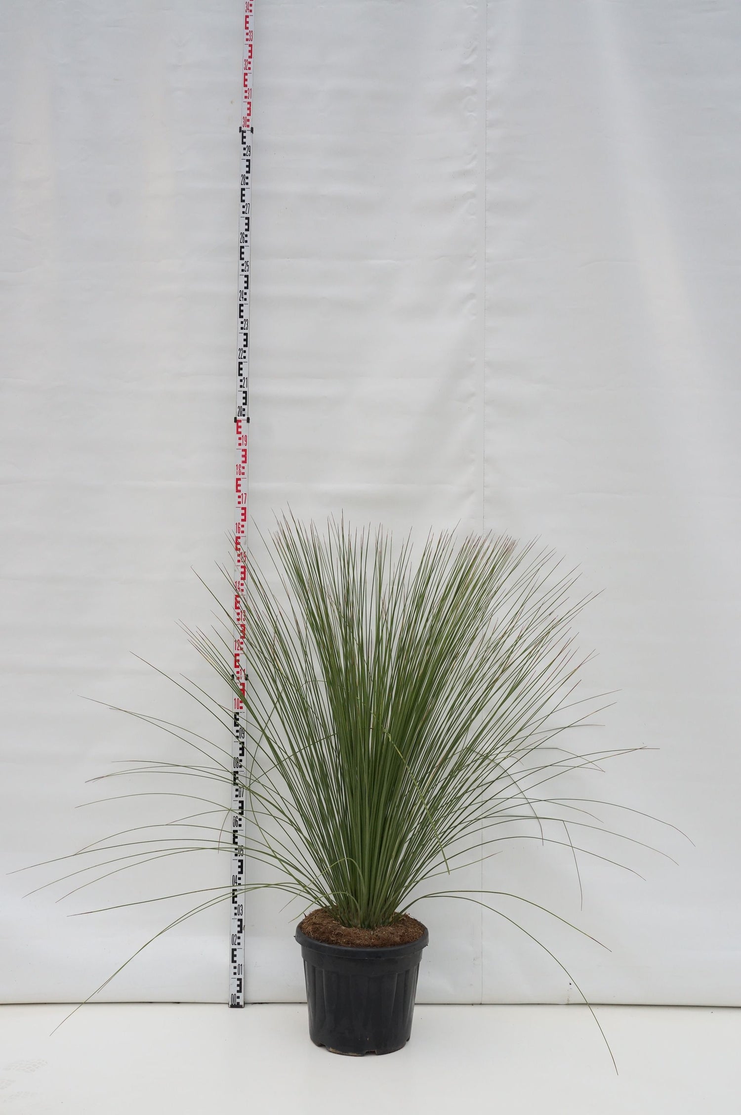 Dasylirion longissimum - C35 80/+ CM