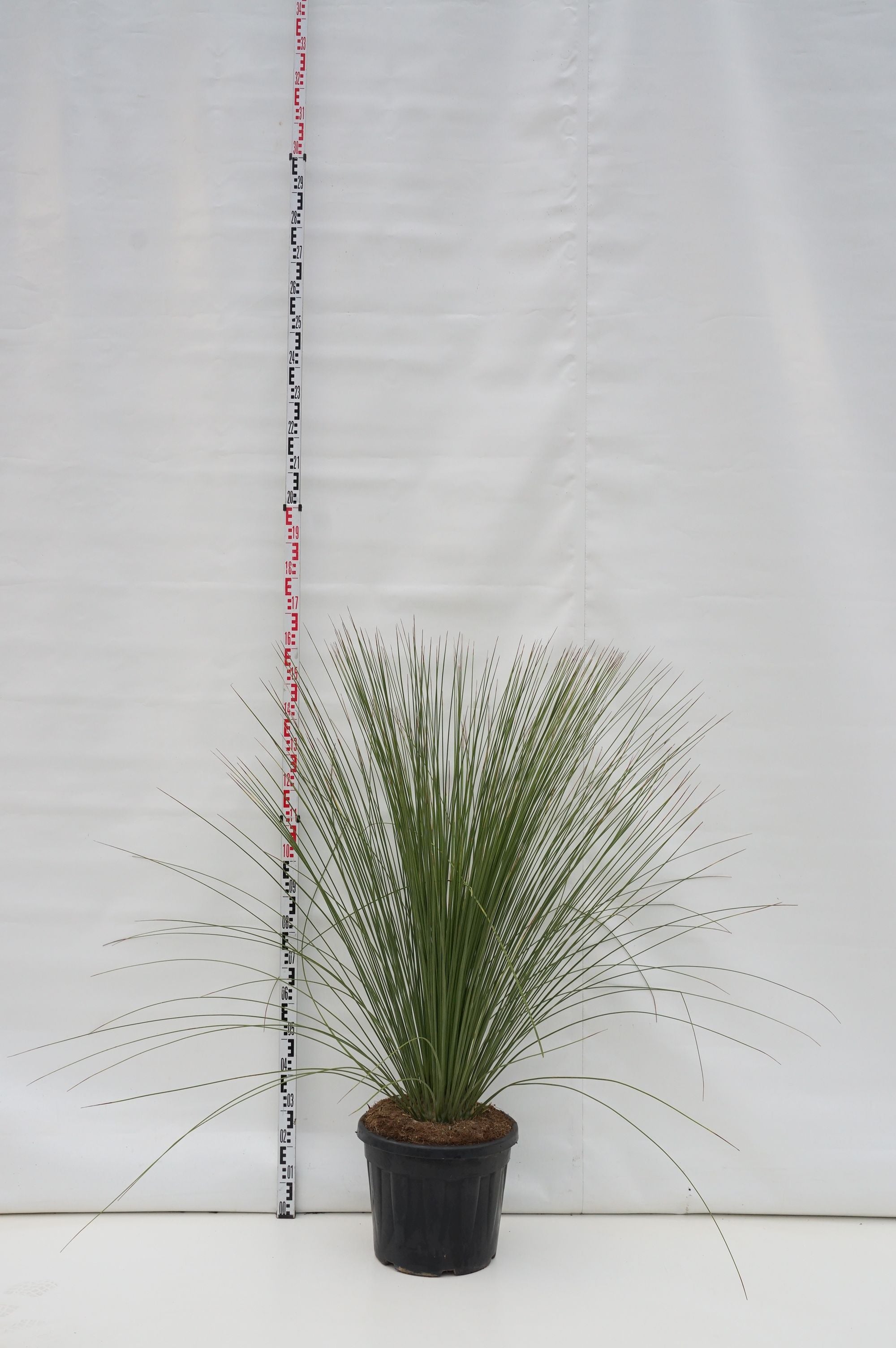 Dasylirion longissimum - C35 80/+ CM