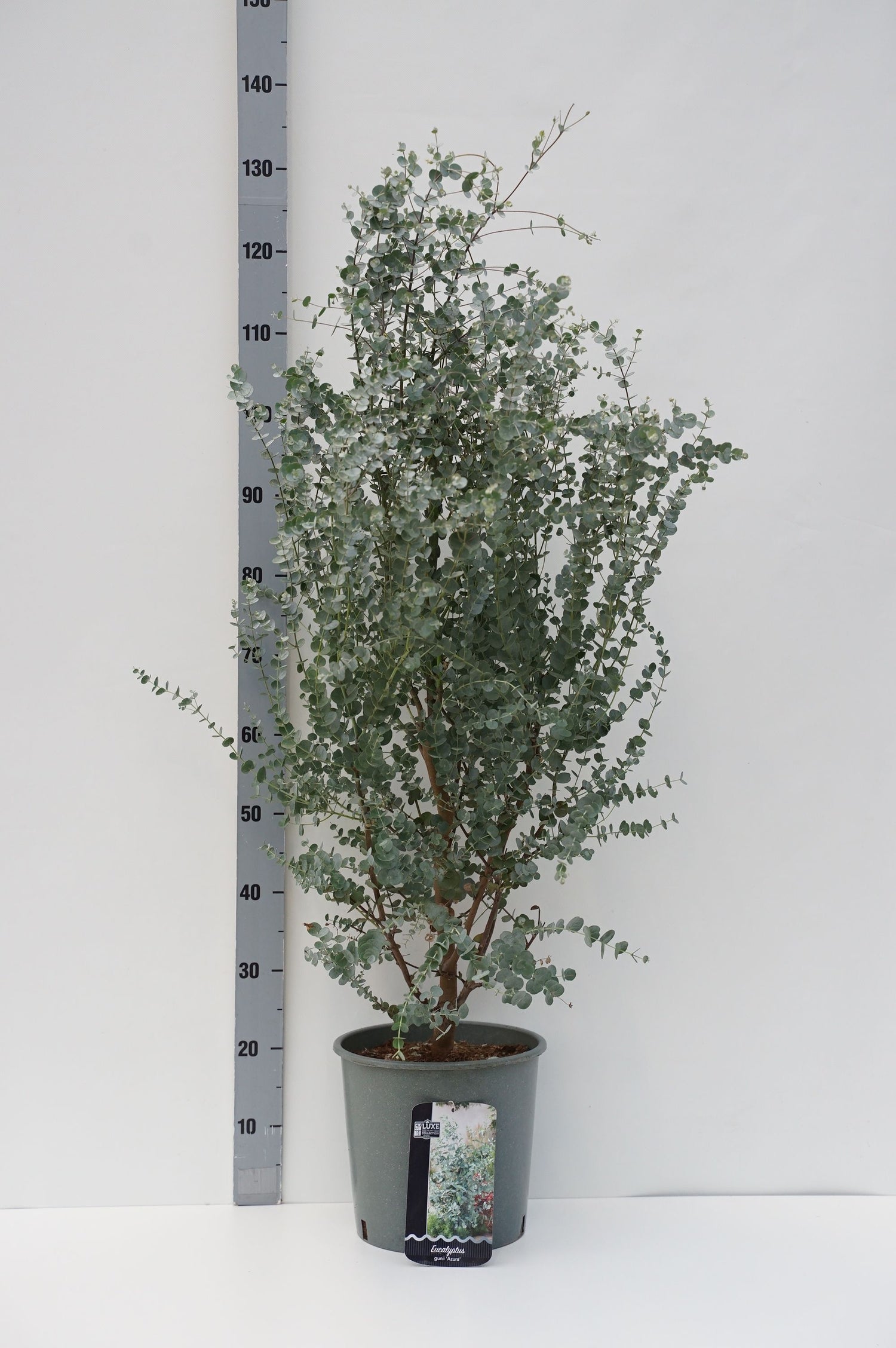 Eukalyptus gunnii &