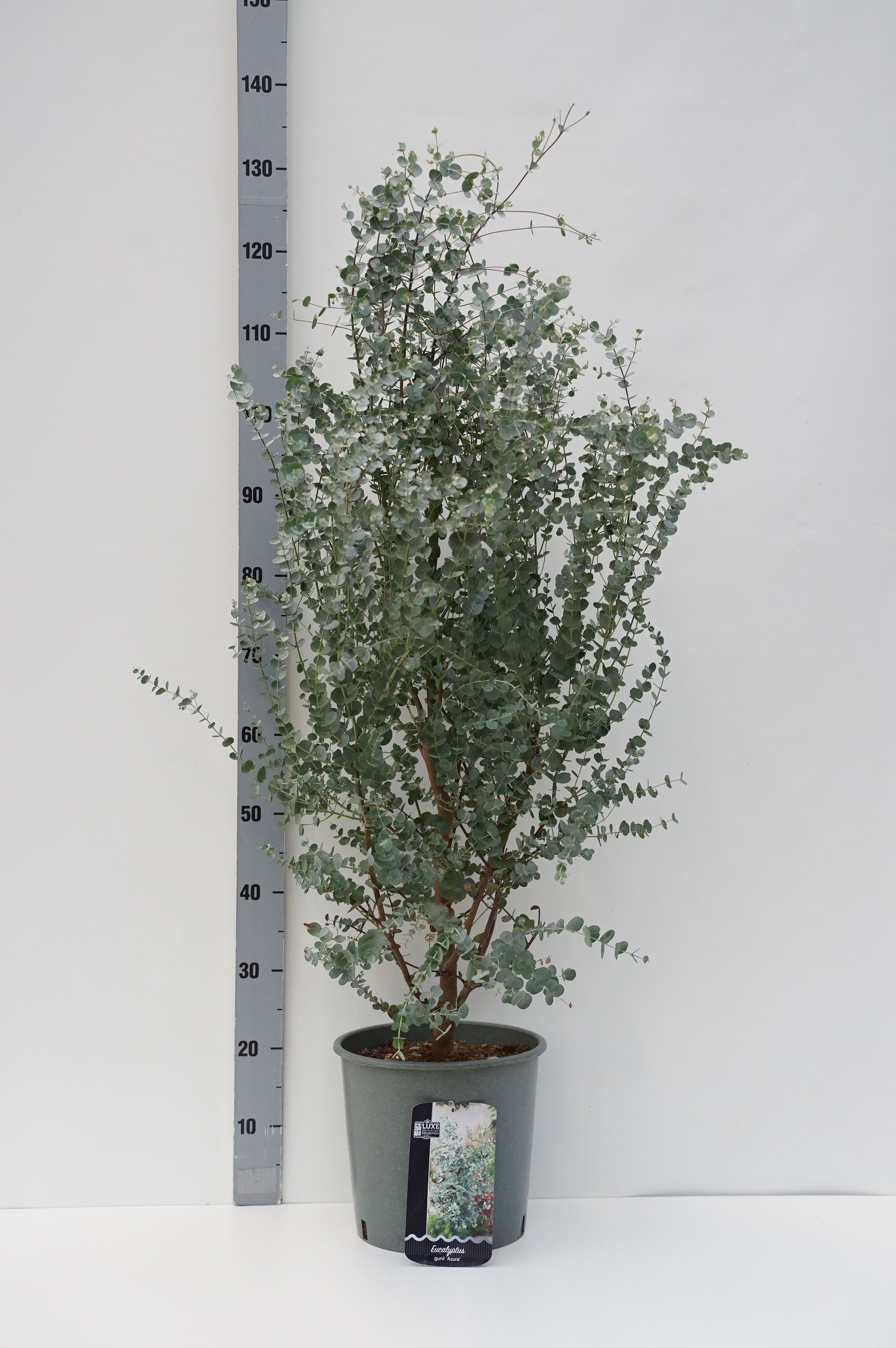 Eukalyptus gunnii &