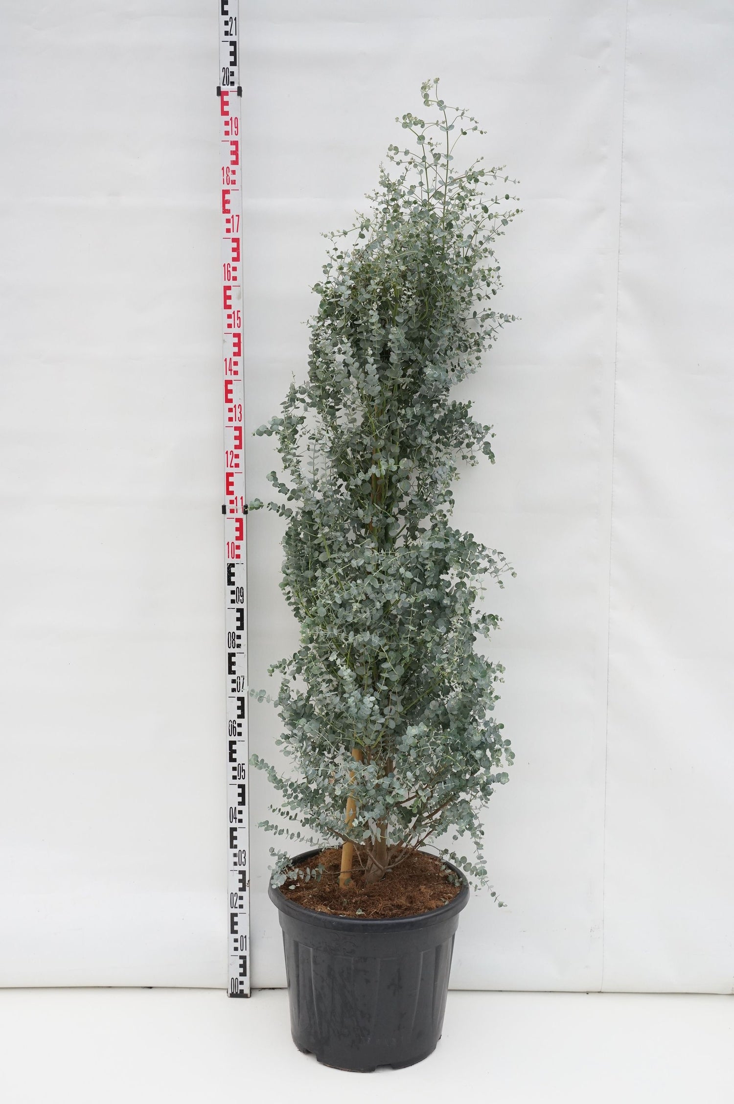 Eukalyptus gunnii &