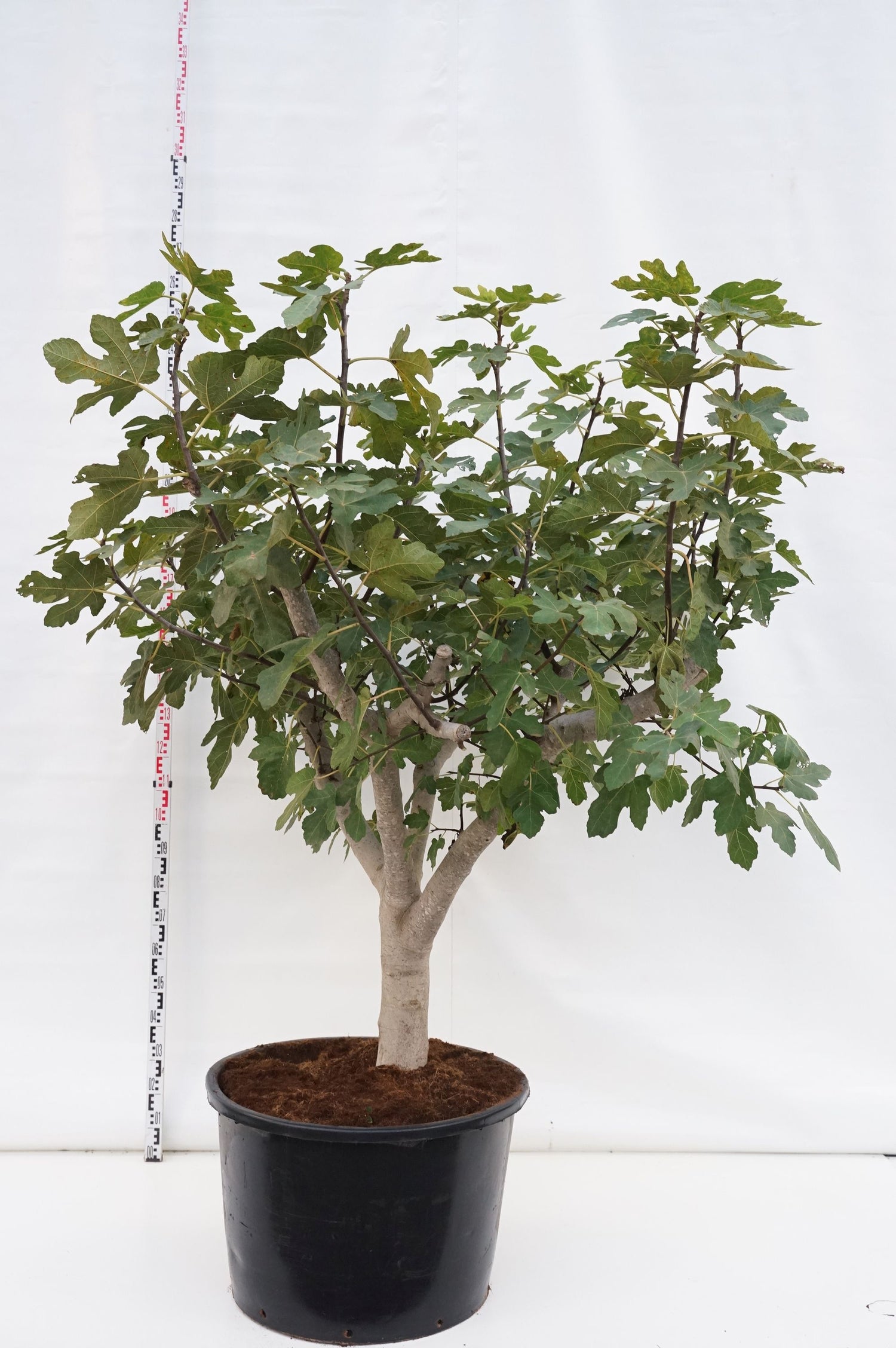Fikon carica - C160 SOLITAIR