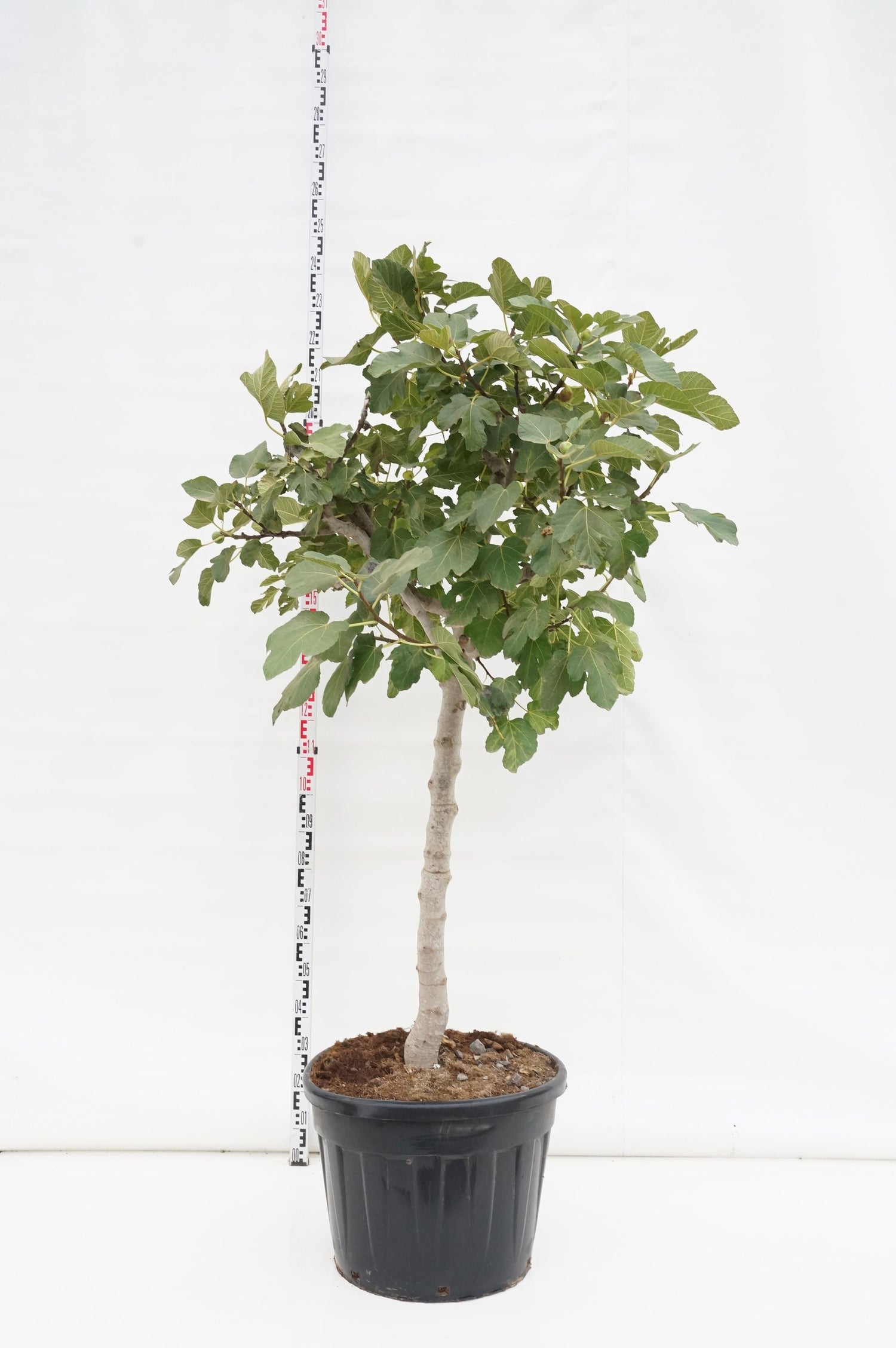 Fikon carica - 80 CM STEM C90