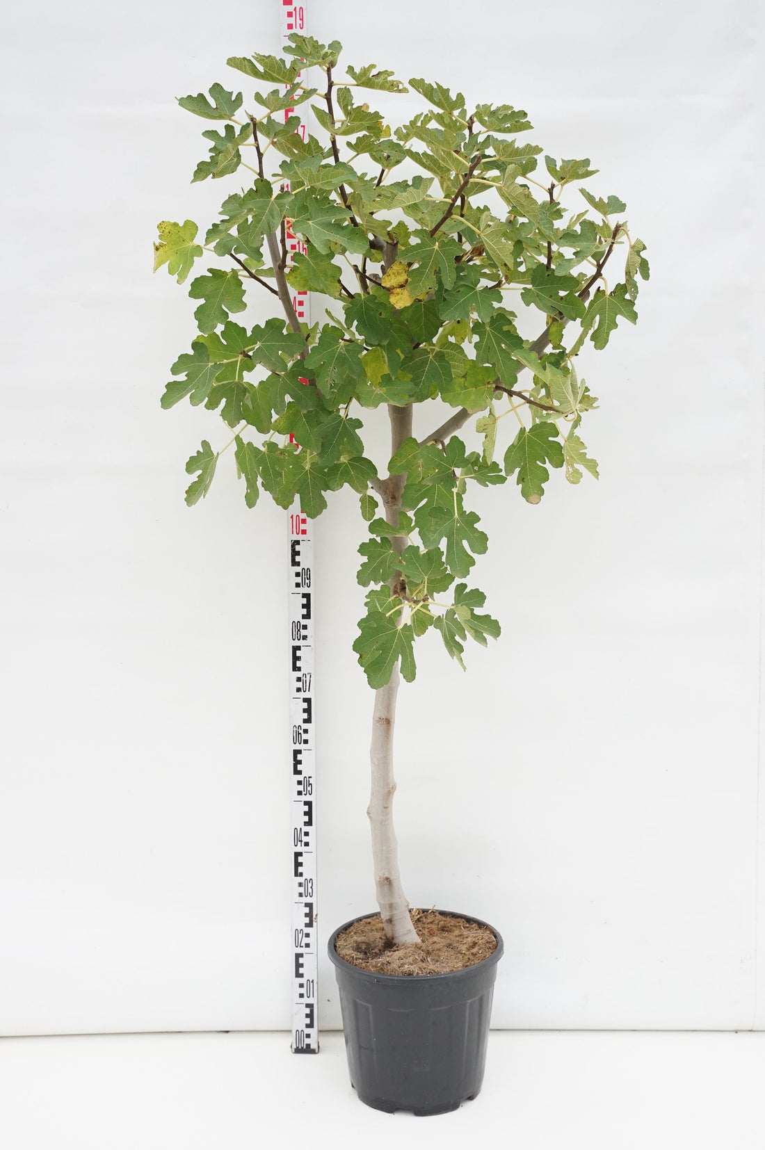 Fikon carica - 100 CM STEM C20