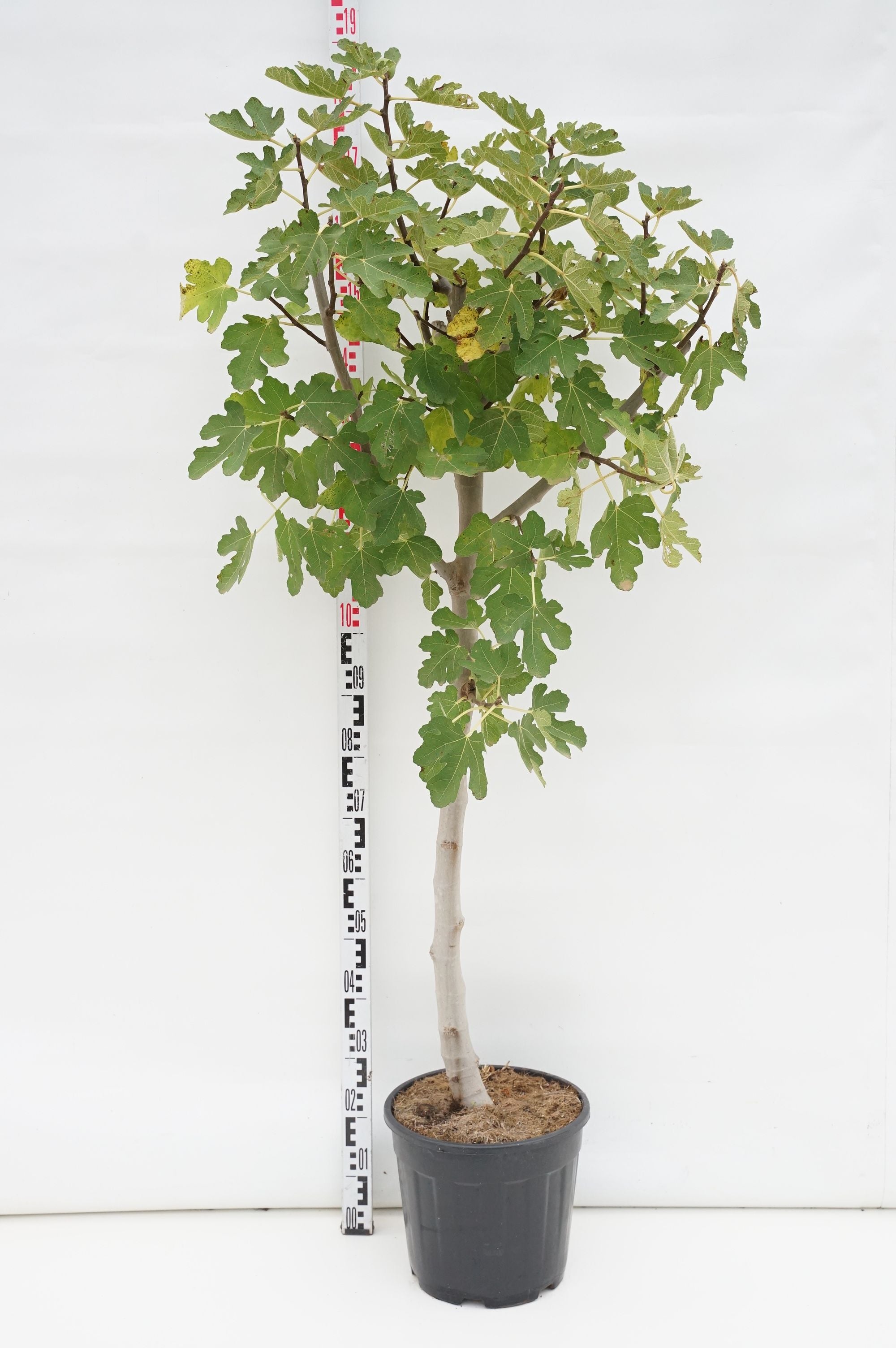 Fikon carica - 100 CM STEM C20