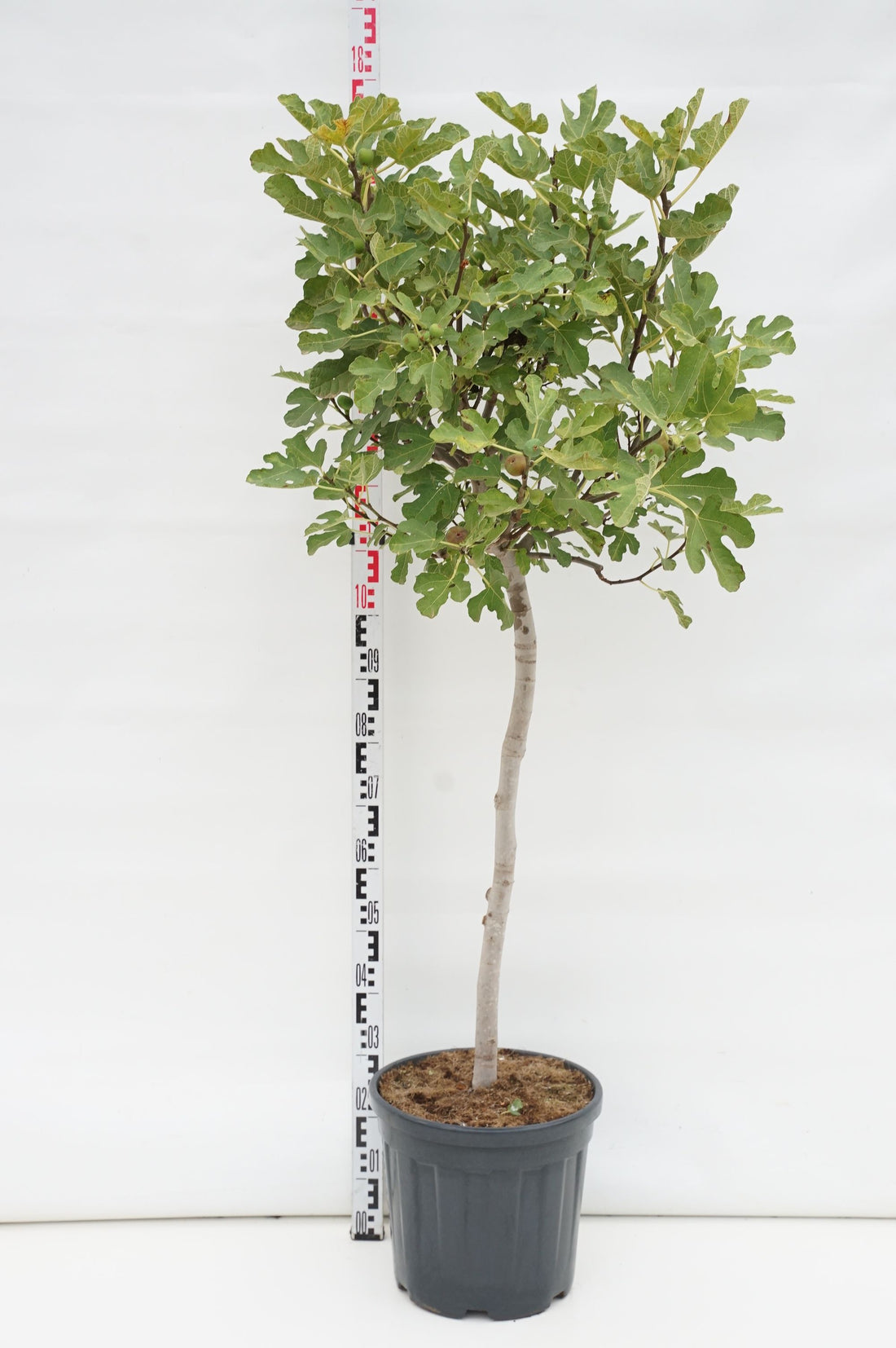 Fikon carica - 100 CM STEM C25