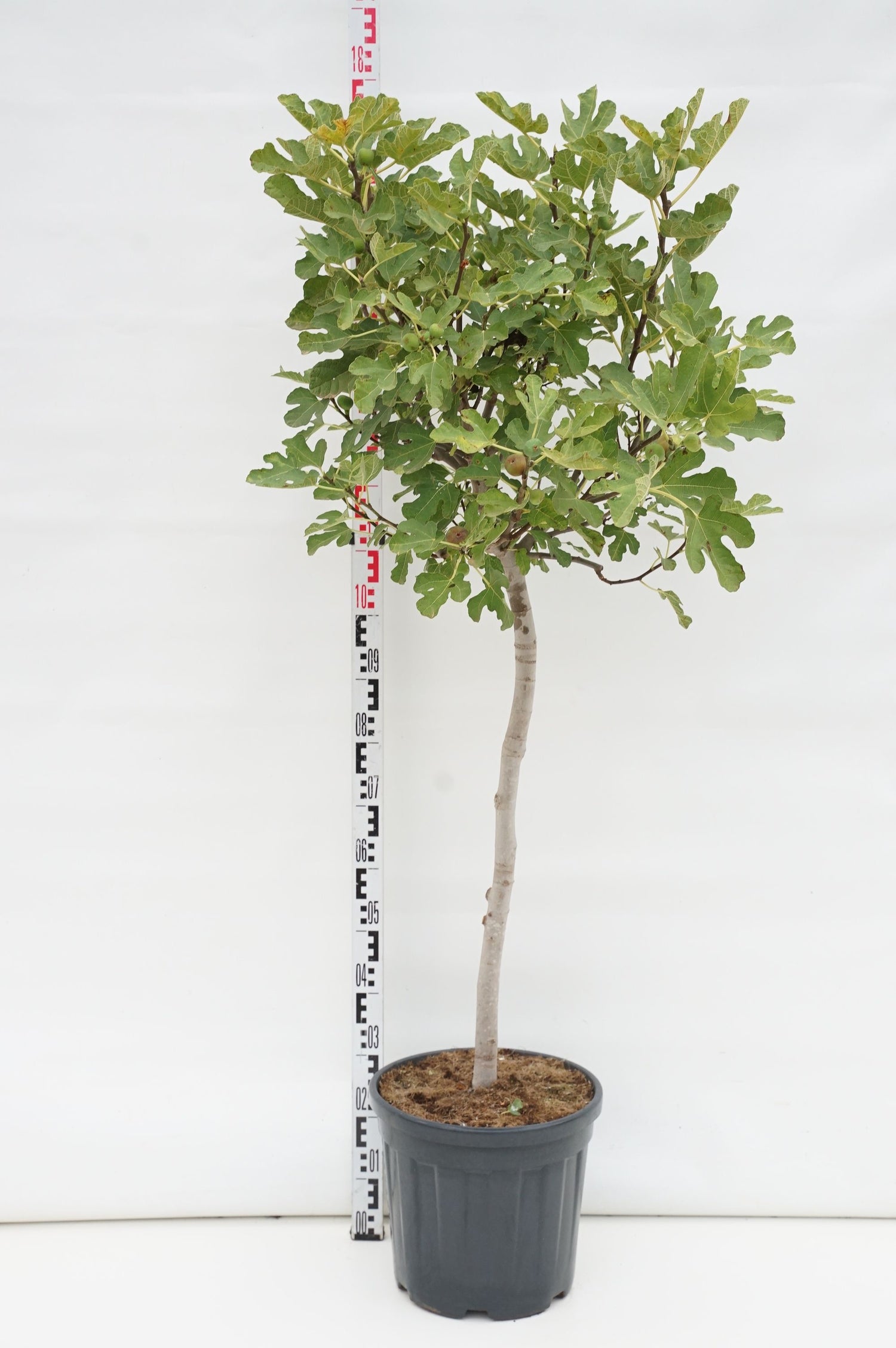 Fikon carica - 100 CM STEM C25