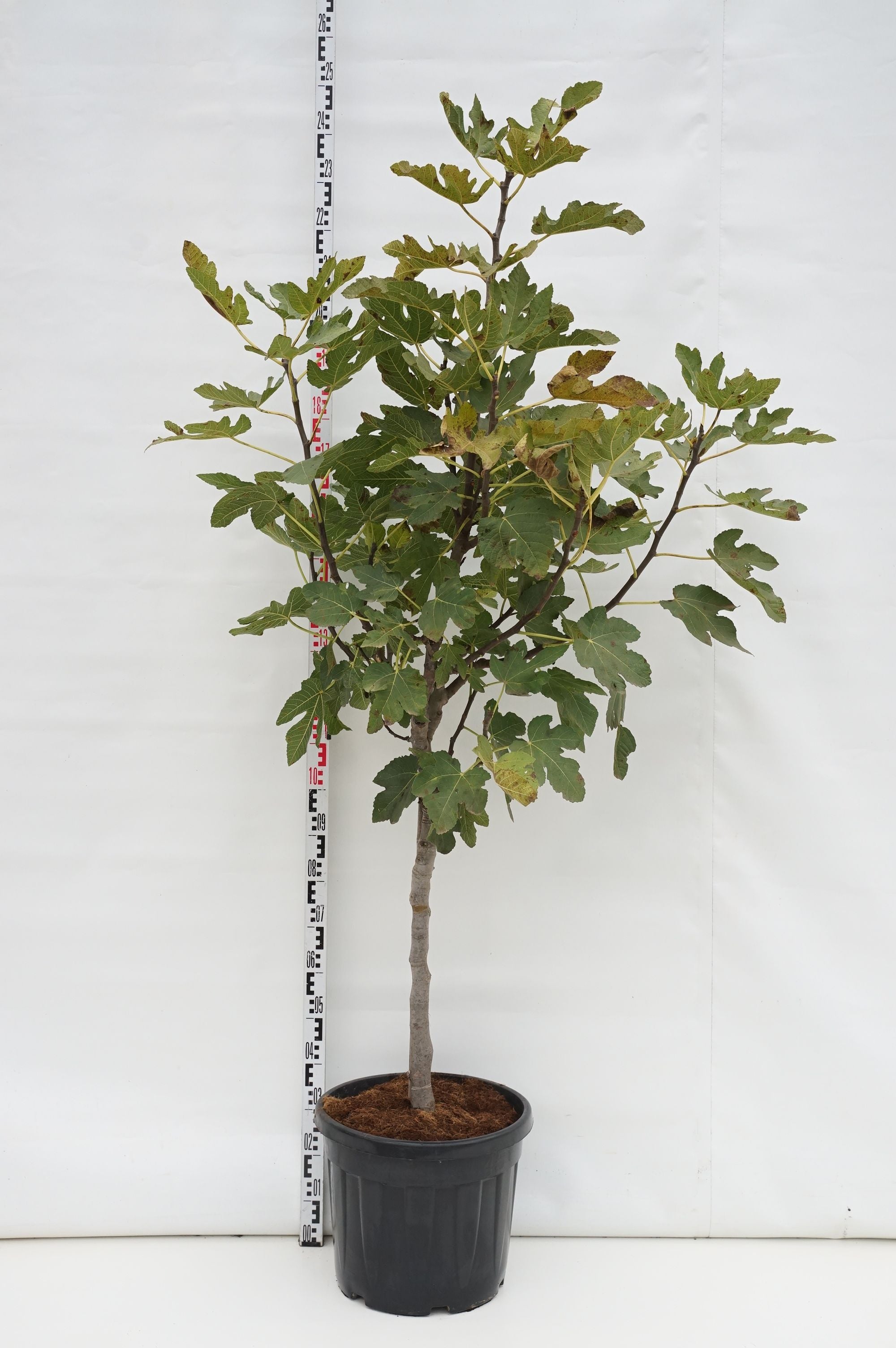Fikon carica - 100 CM STEM C45