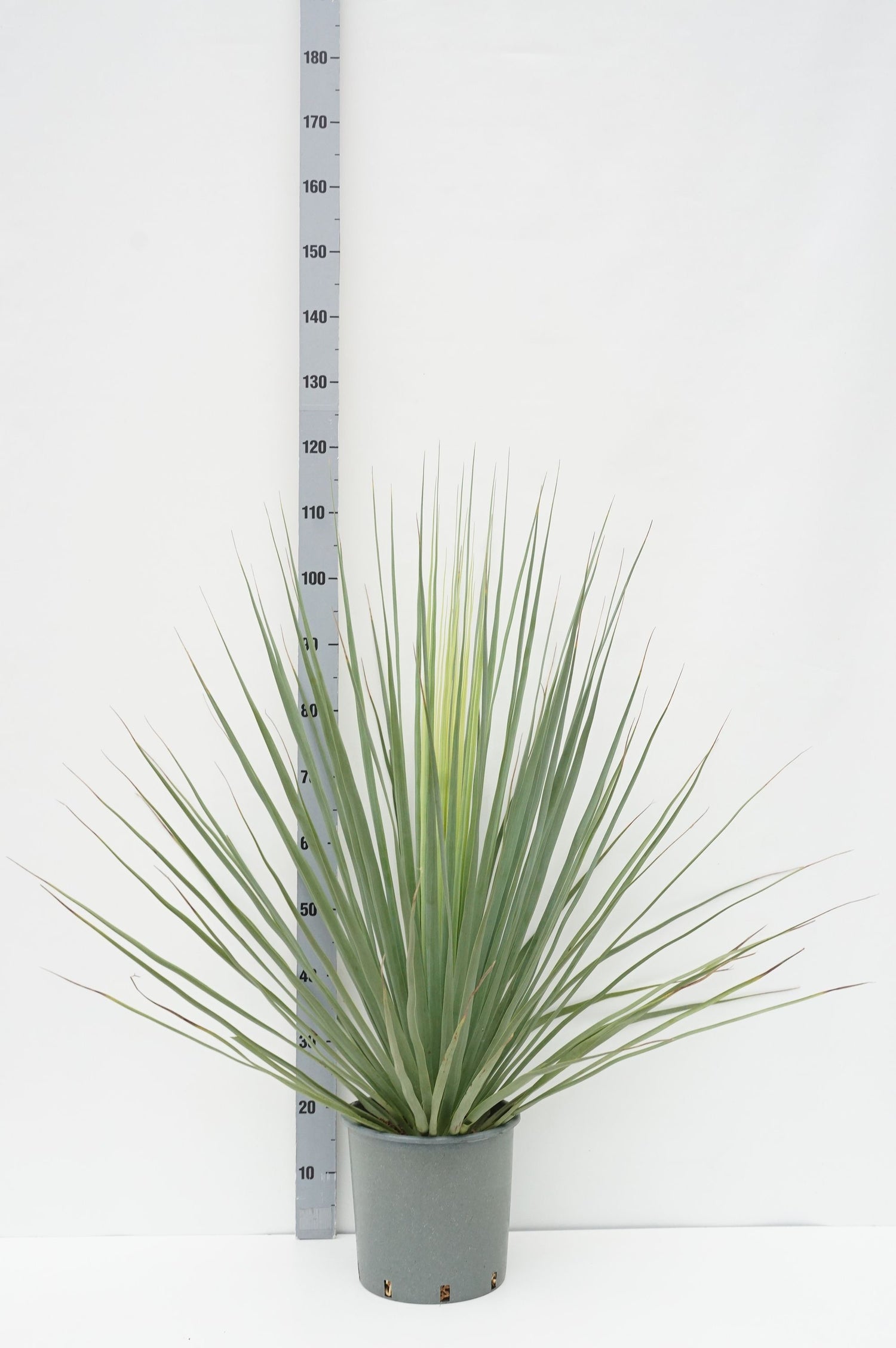 Nolina Nelsonii - C10