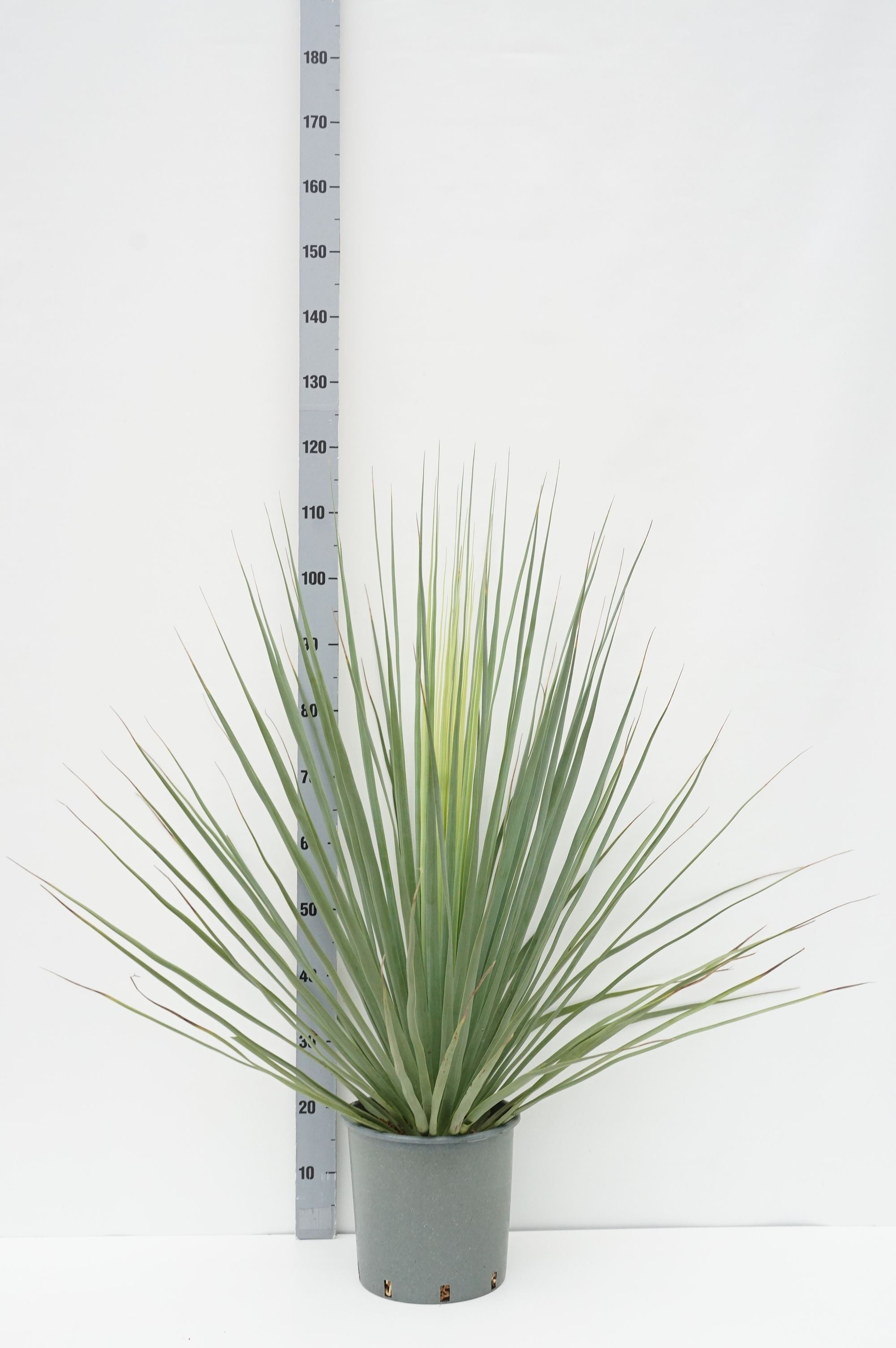 Nolina Nelsonii - C10