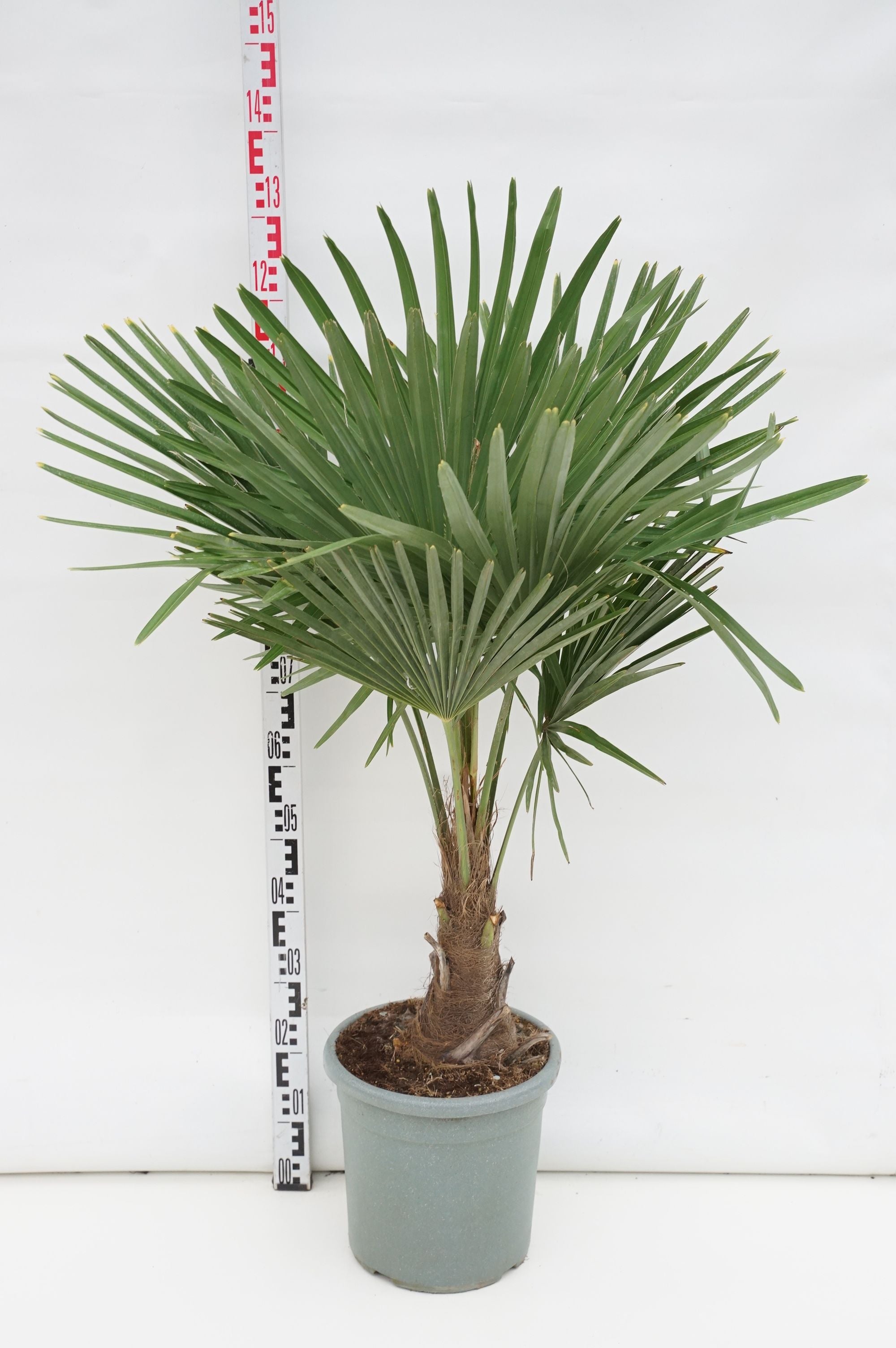 Hamppalm fortunei - 20 CM STEM C15