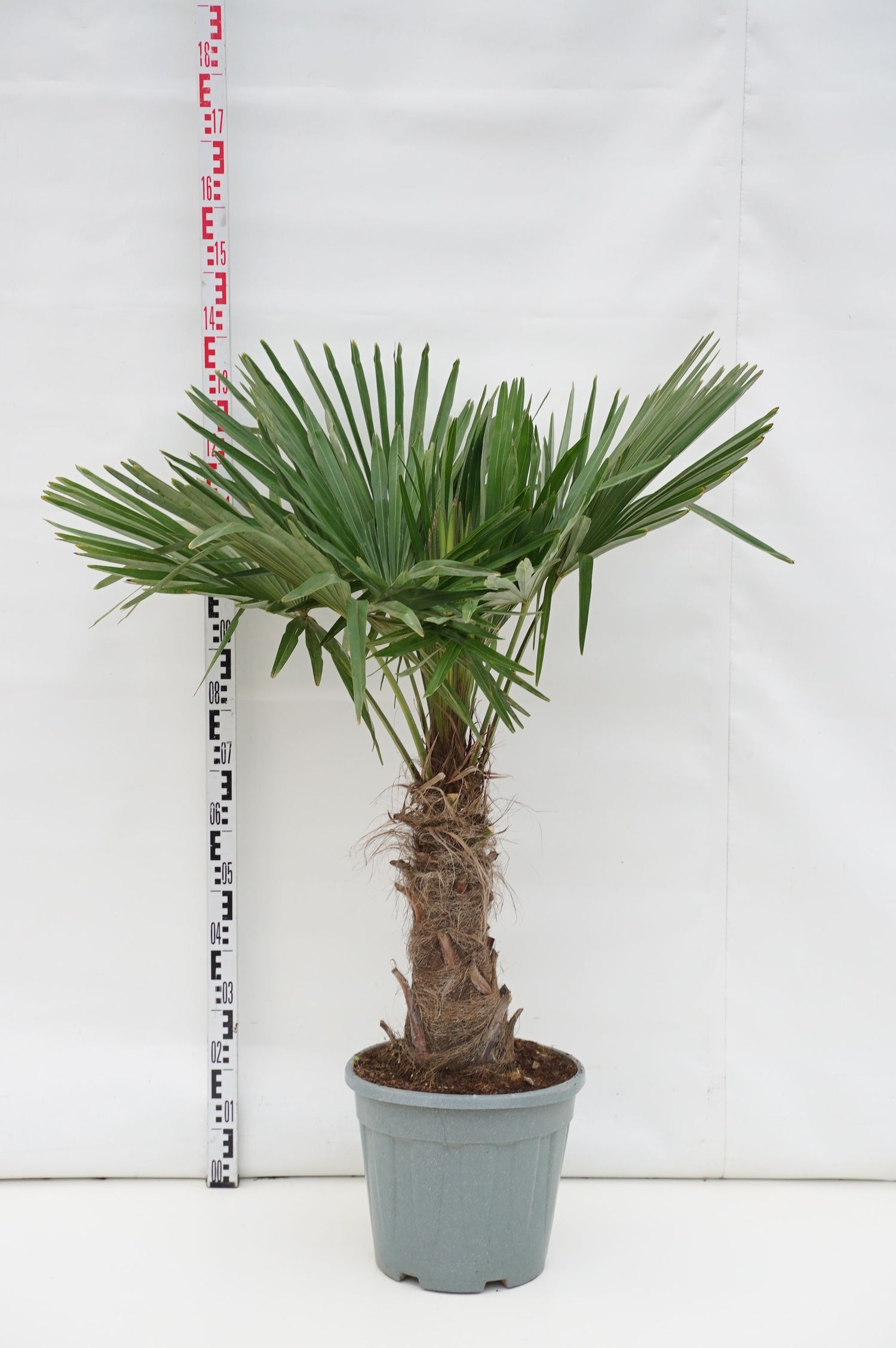 Hamppalm fortunei - 30 CM STEM C20