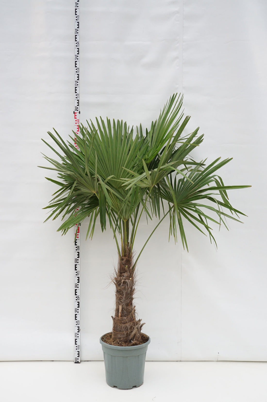Hamppalm fortunei - 40 CM STEM C25