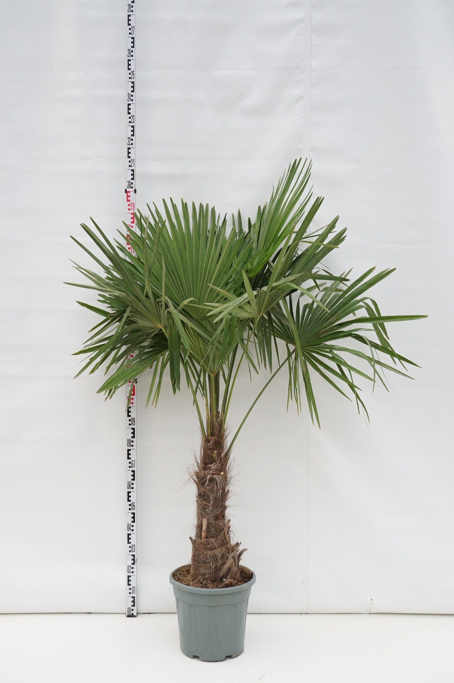 Hamppalm fortunei - 40 CM STEM C25