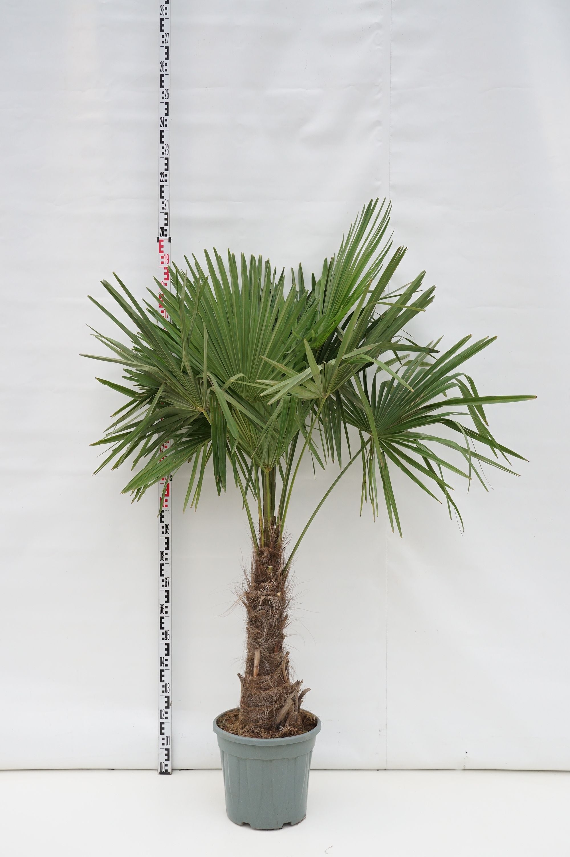 Hamppalm fortunei - 40 CM STEM C25