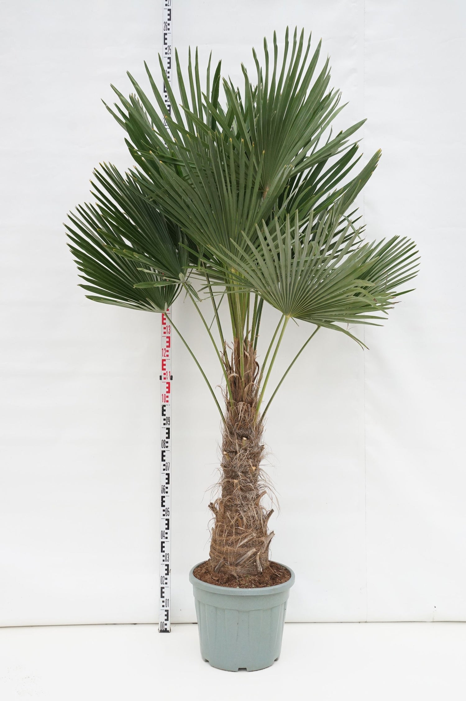 Hamppalm fortunei - 50 CM STEM C35