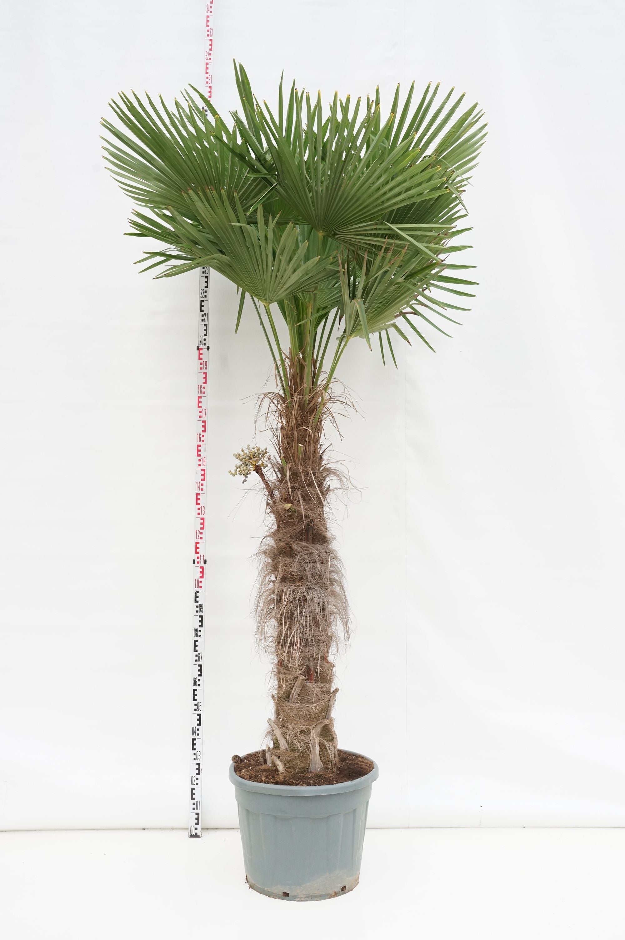 Hamppalm fortunei - 110 CM STEM C70