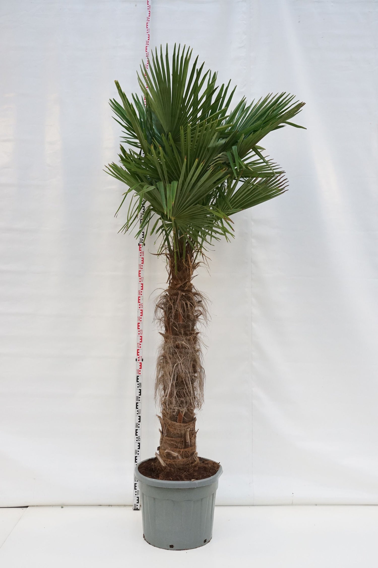 Hamppalm fortunei - 140 CM STEM C90
