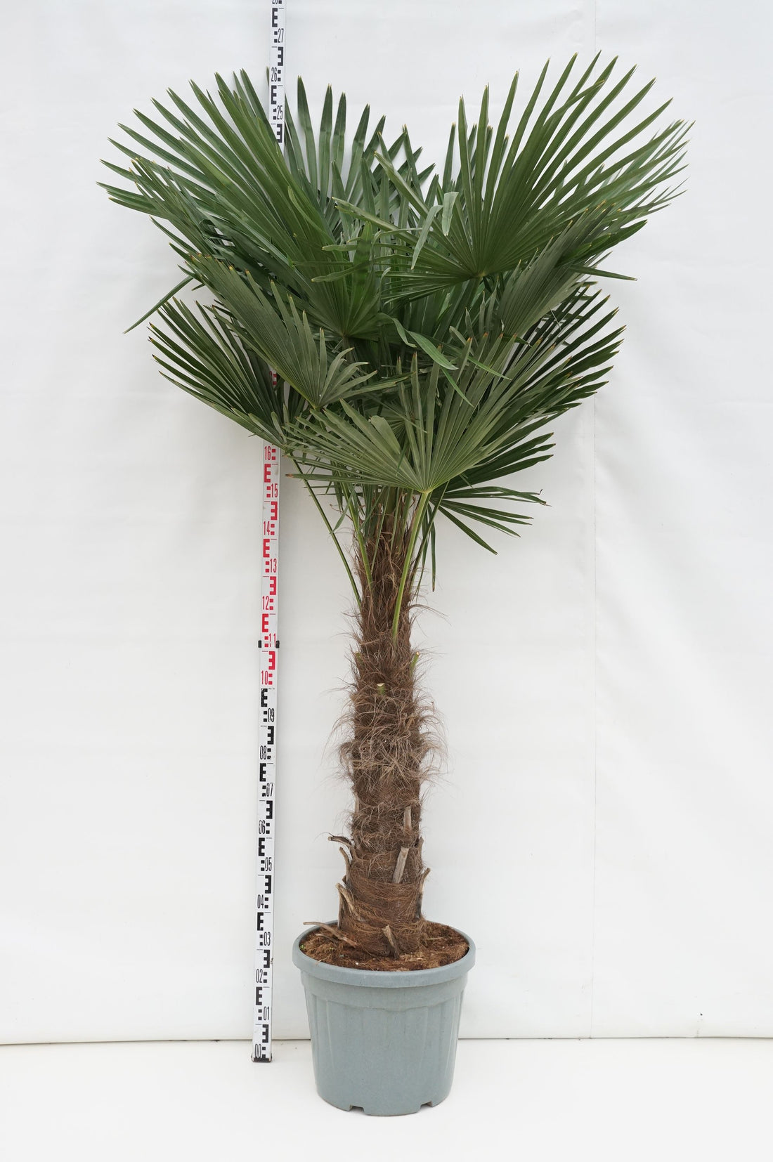 Hamppalm fortunei - 60 CM STEM C45