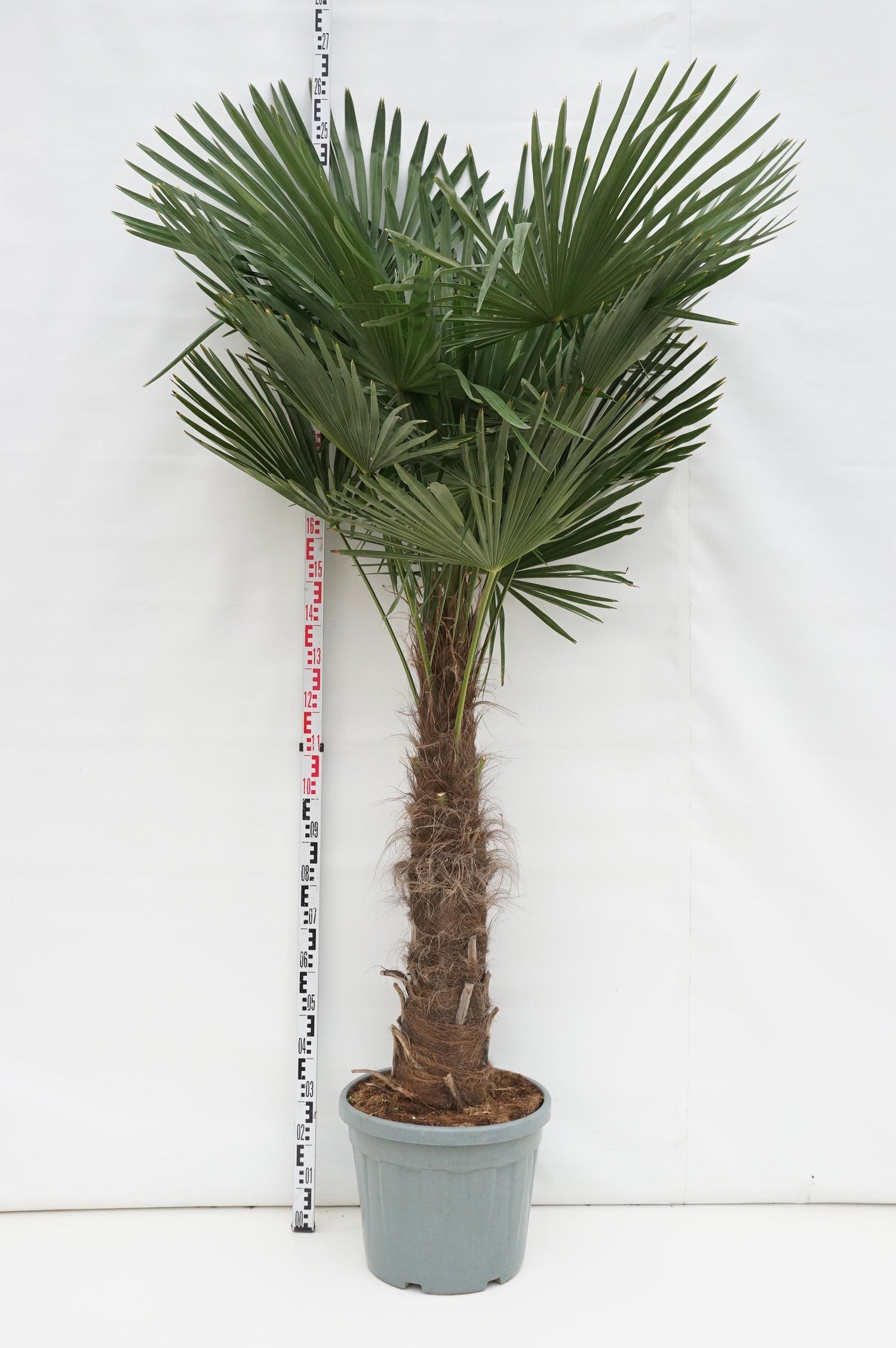 Trachycarpus fortunei 60 cm stam, C45 (45 liters kruka)
