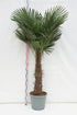 Trachycarpus fortunei 60 cm stam, C45 (45 liters kruka)