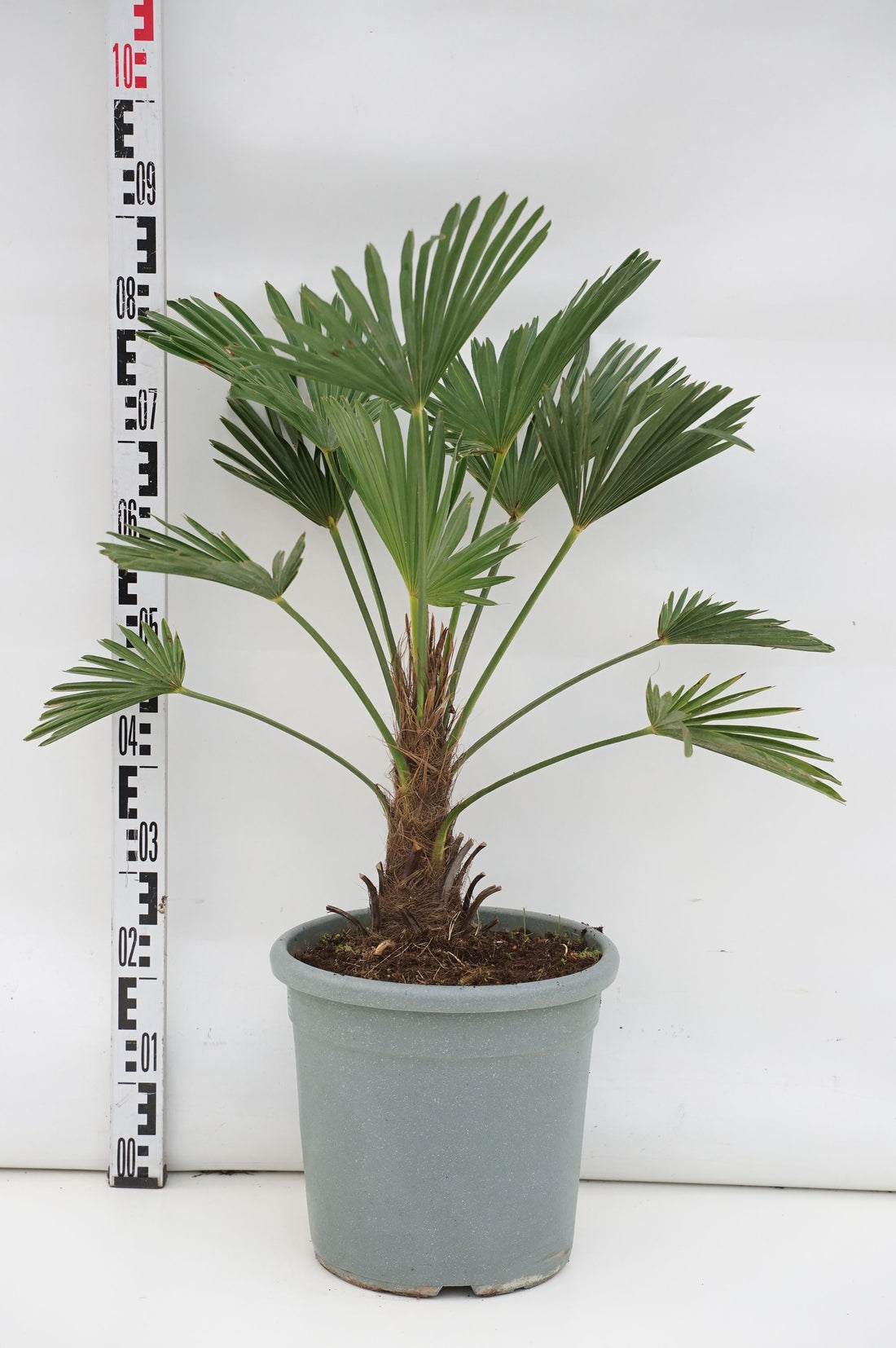 Hamppalm wagnerianus - 30 CM STEM C15