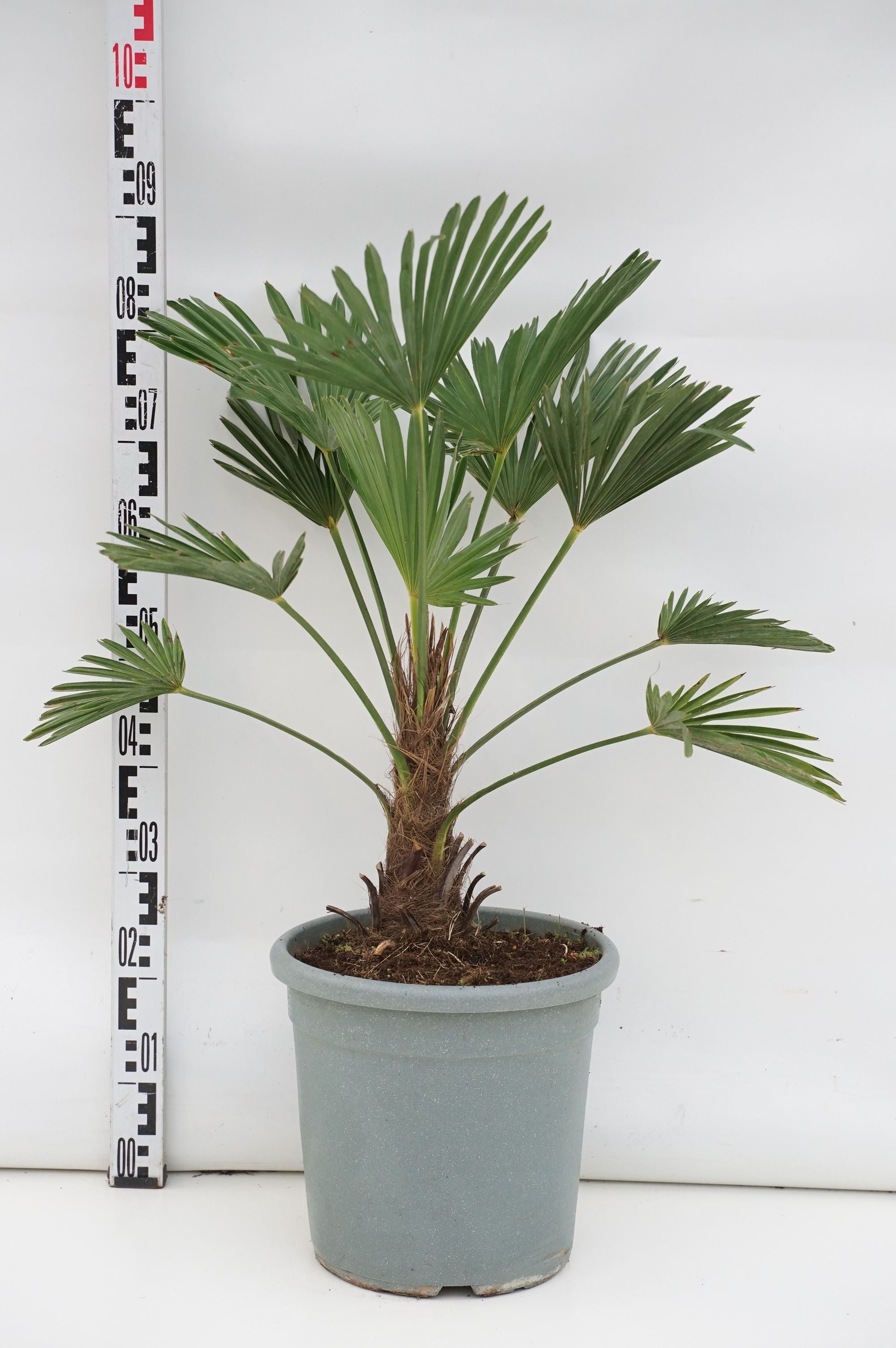 Hamppalm wagnerianus - 30 CM STEM C15