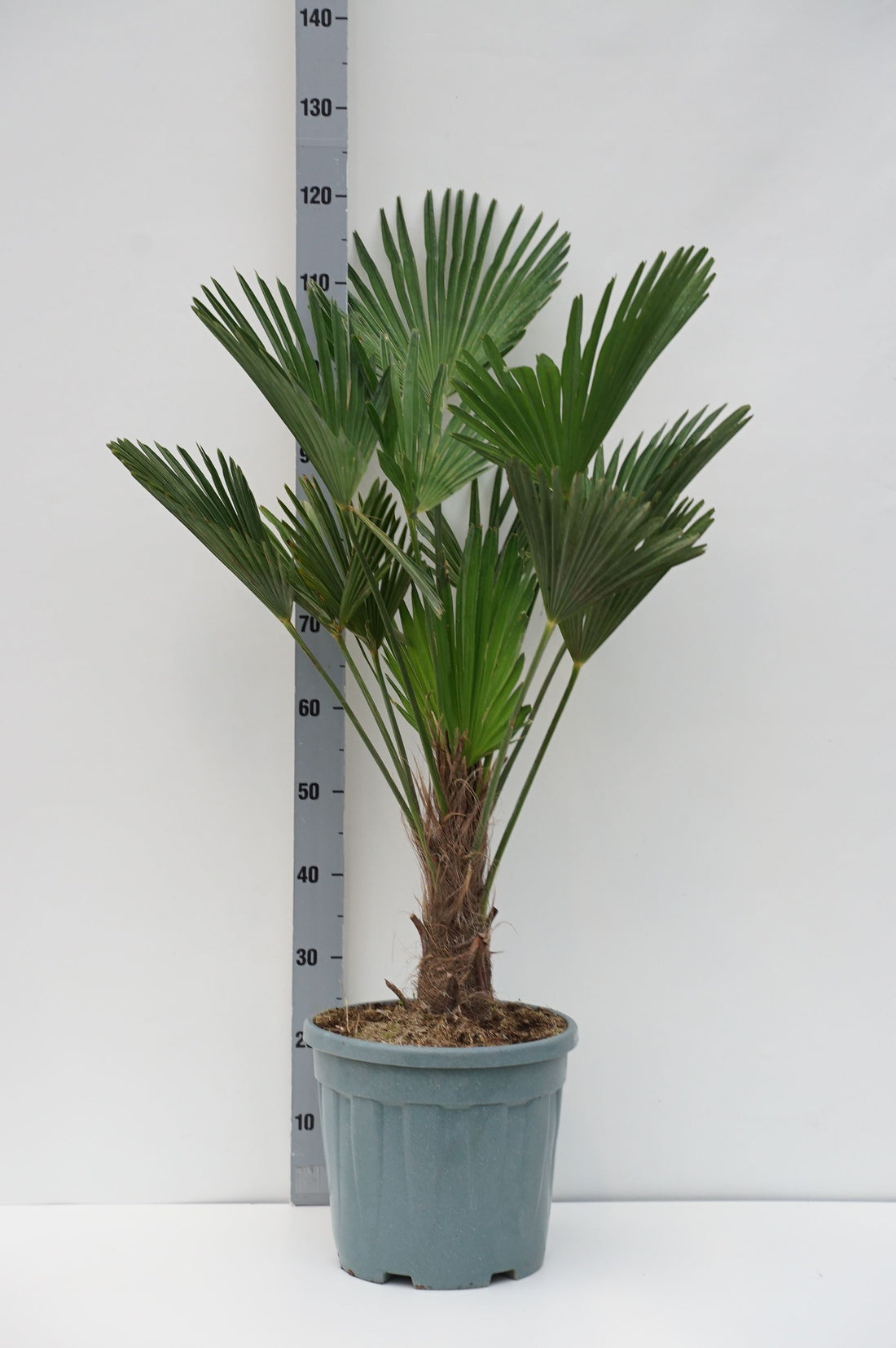 Hamppalm wagnerianus - 35 CM STEM C20