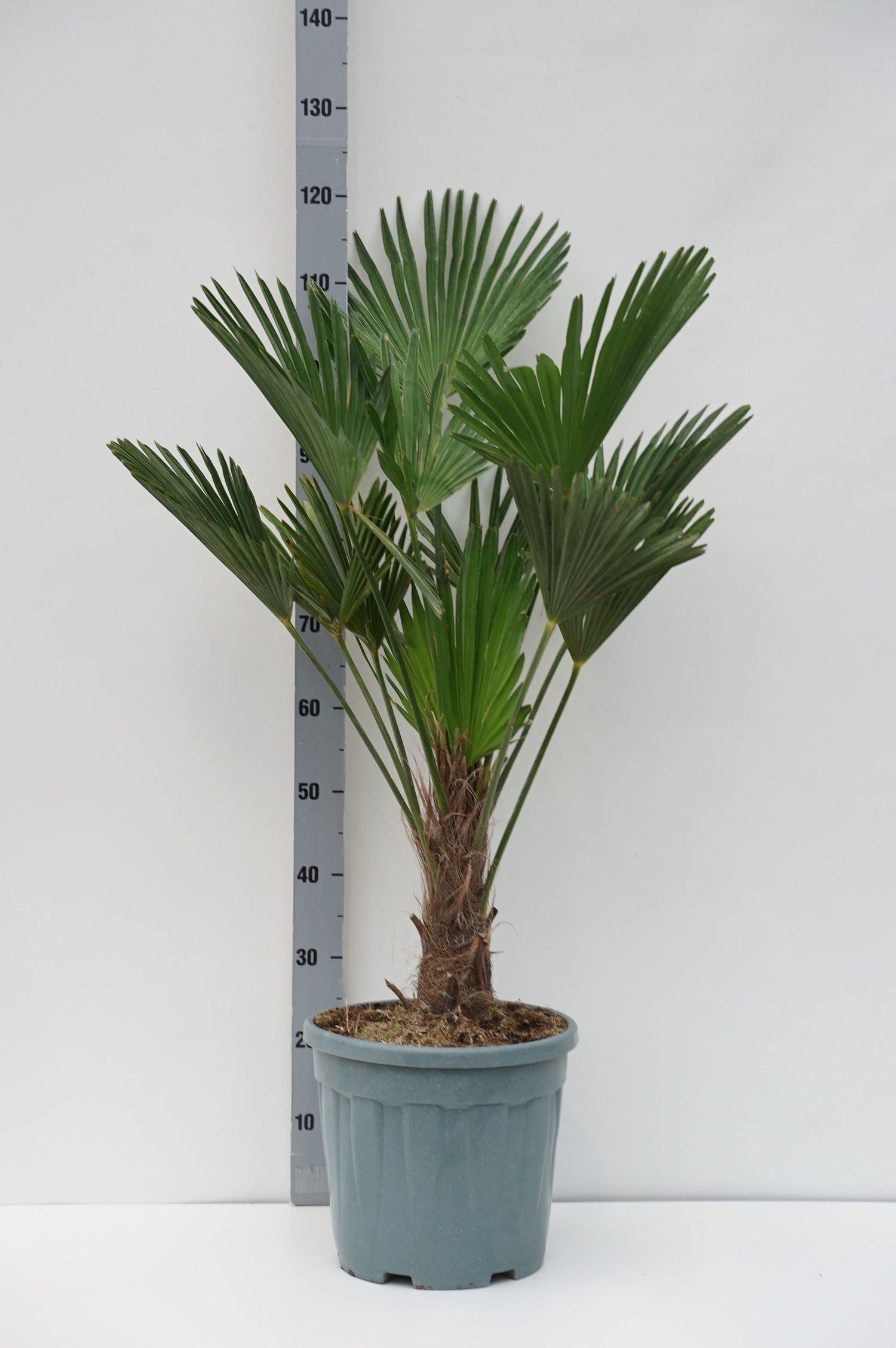 Hamppalm wagnerianus - 35 CM STEM C20