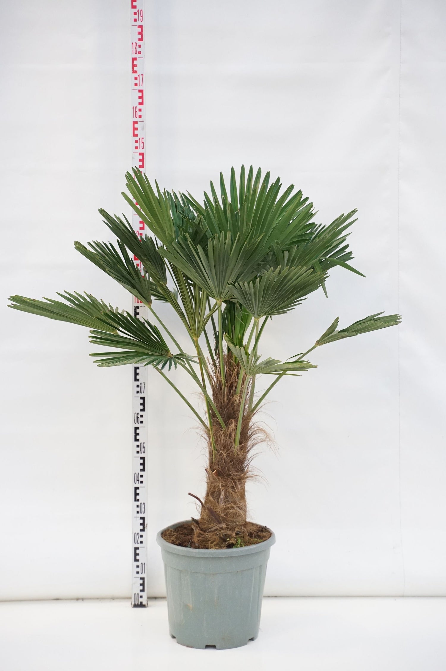 Hamppalm wagnerianus - 40 CM STEM C25