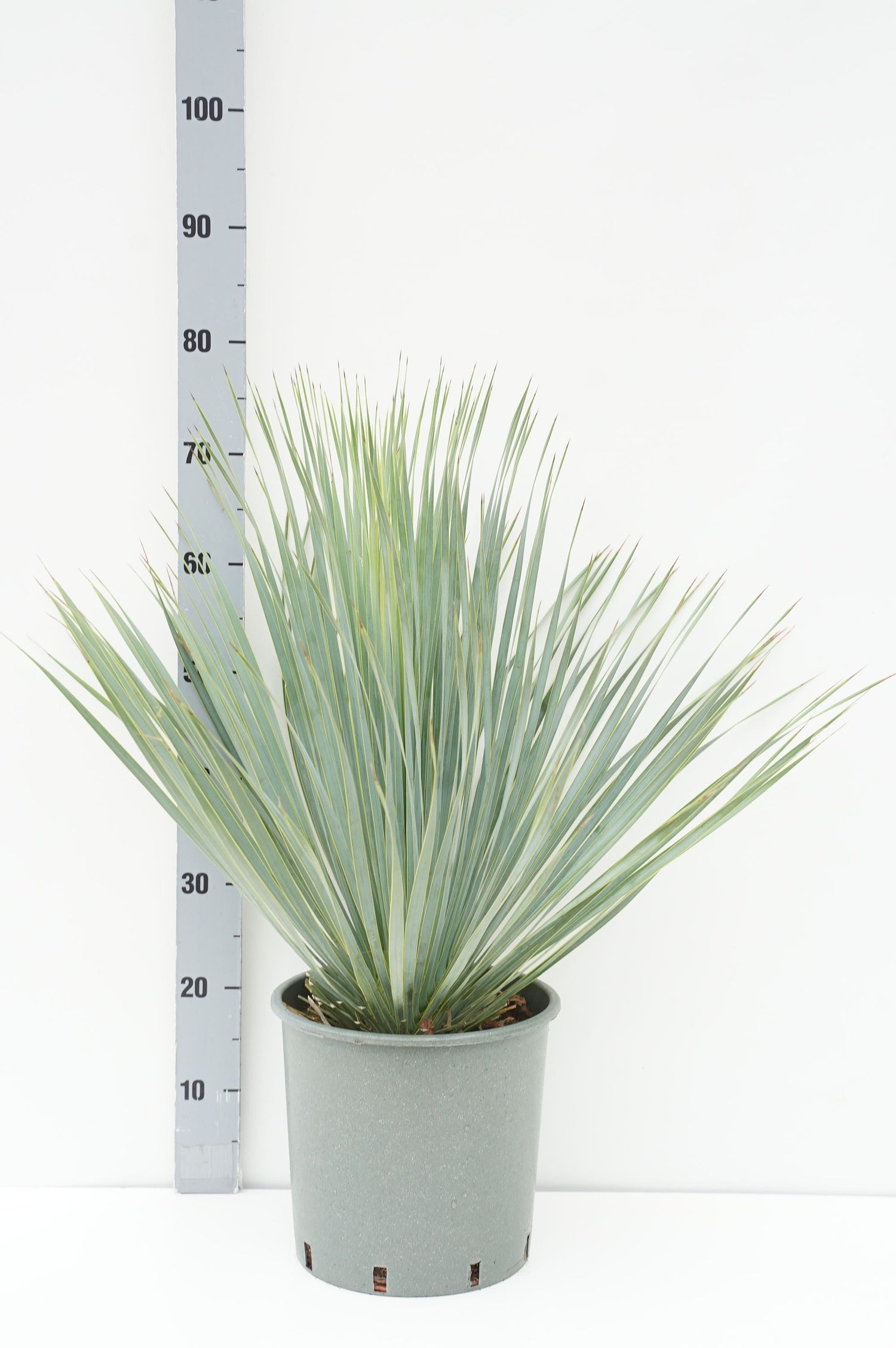 Palmlilja rostrata &