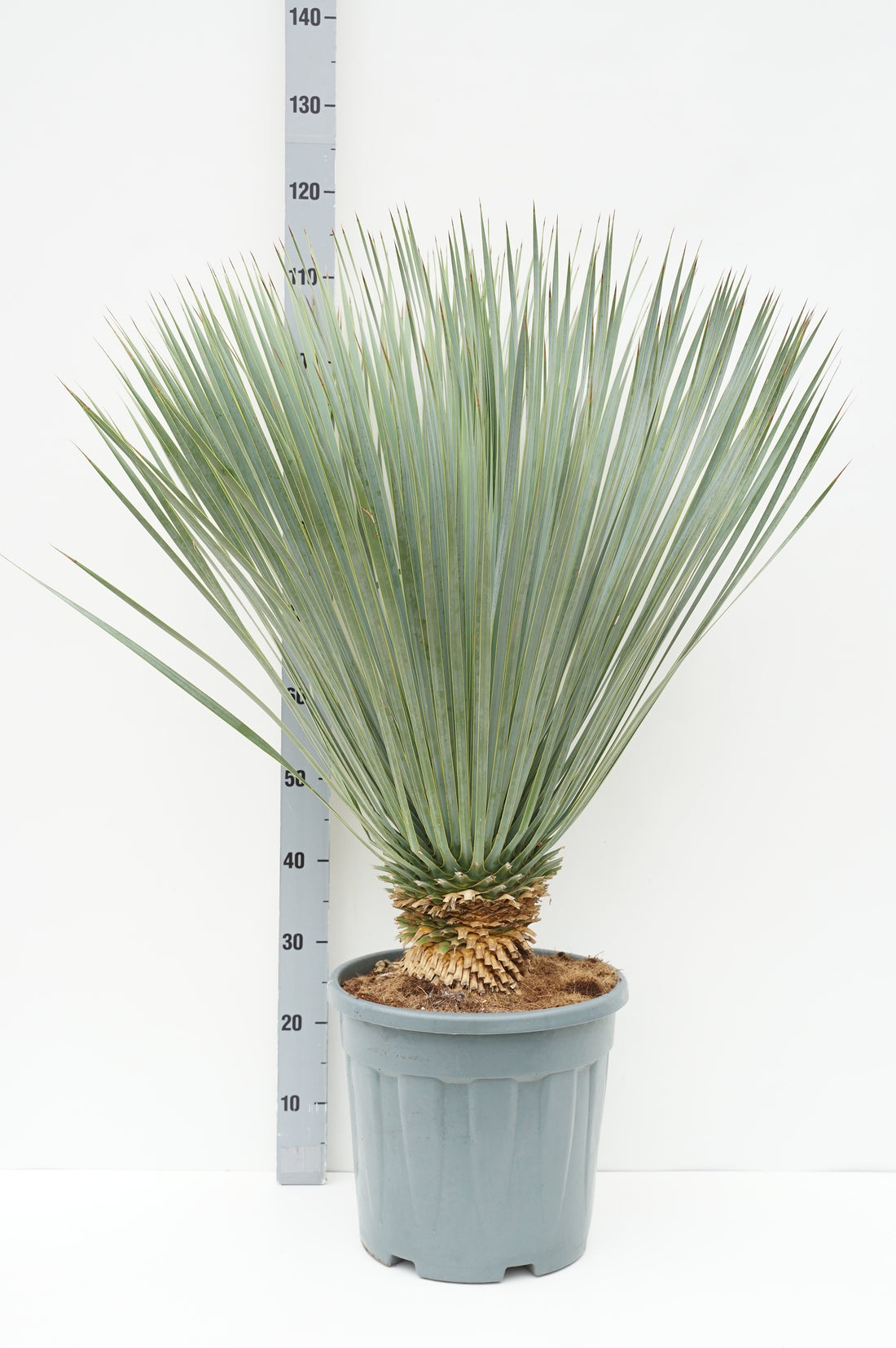 Palmlilja rostrata &