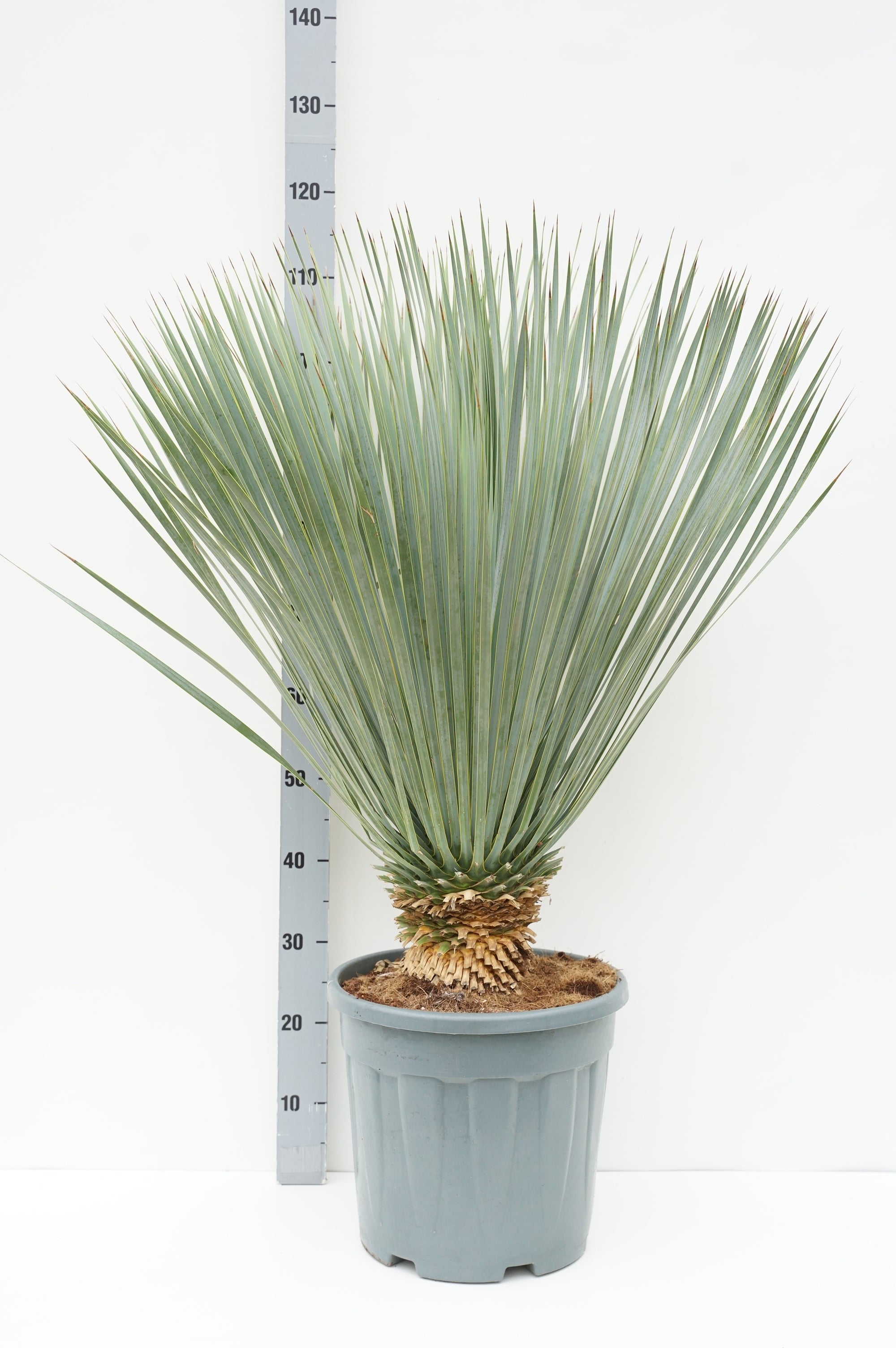 Palmlilja rostrata &