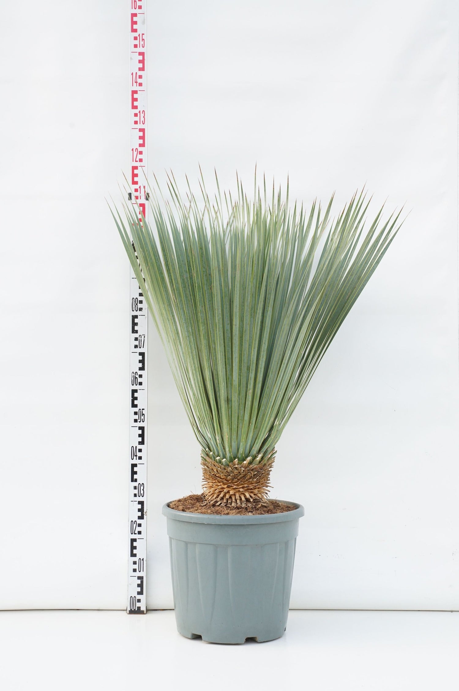 Palmlilja rostrata &