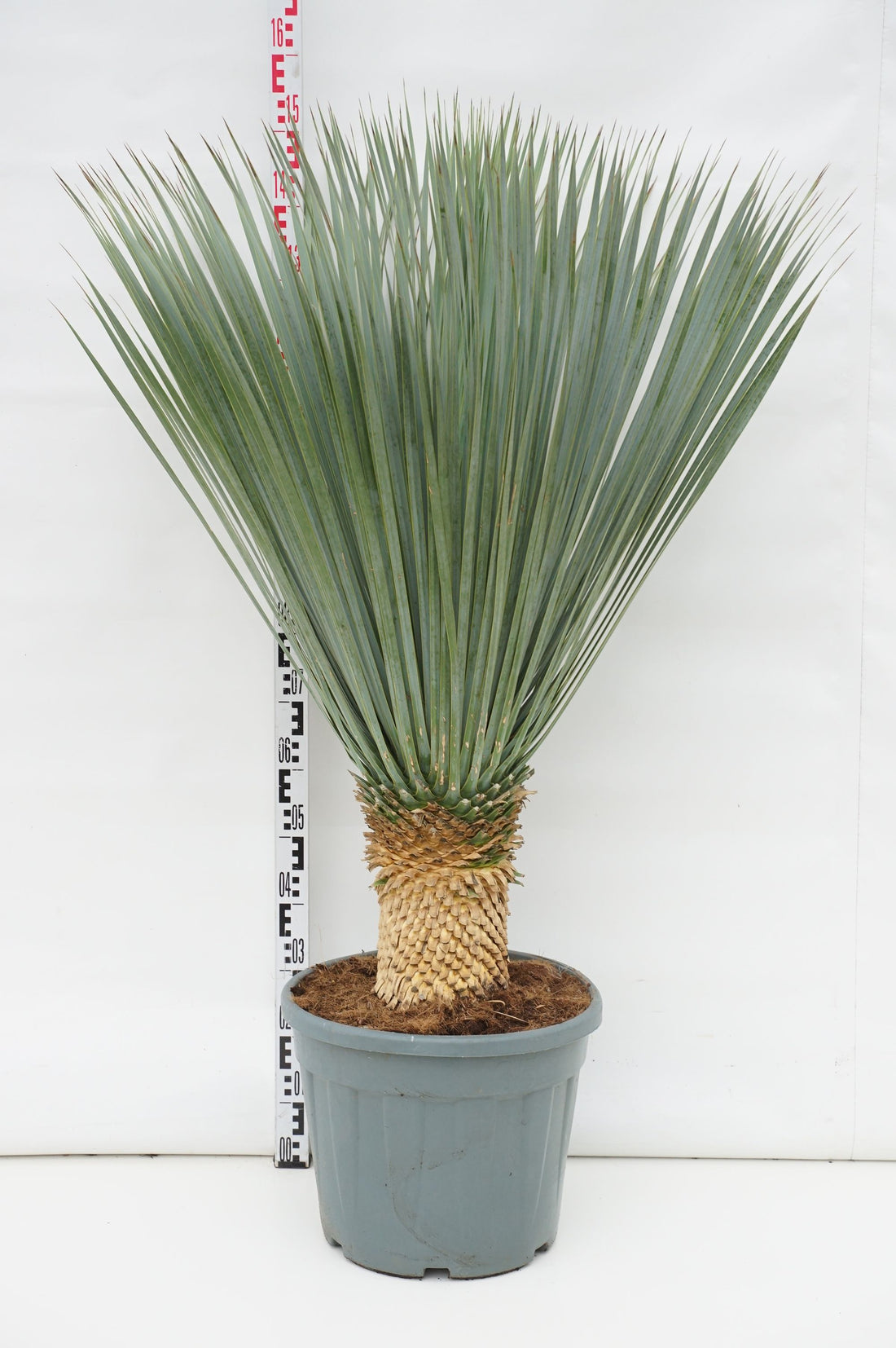 Palmlilja rostrata - 20 CM  STEM C35