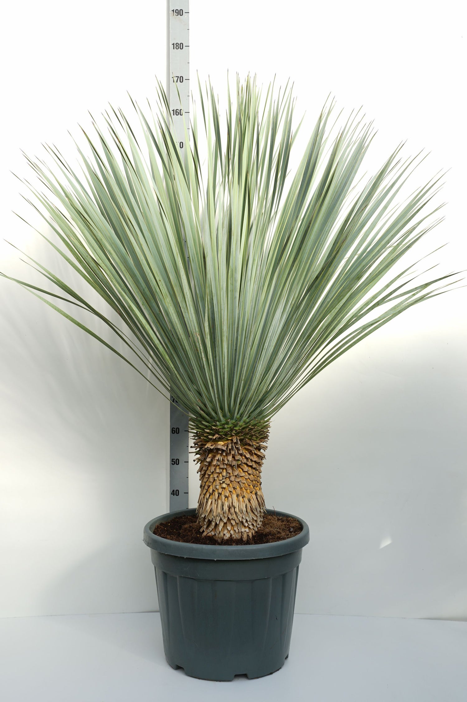 Palmlilja rostrata - 30 CM STEM C45