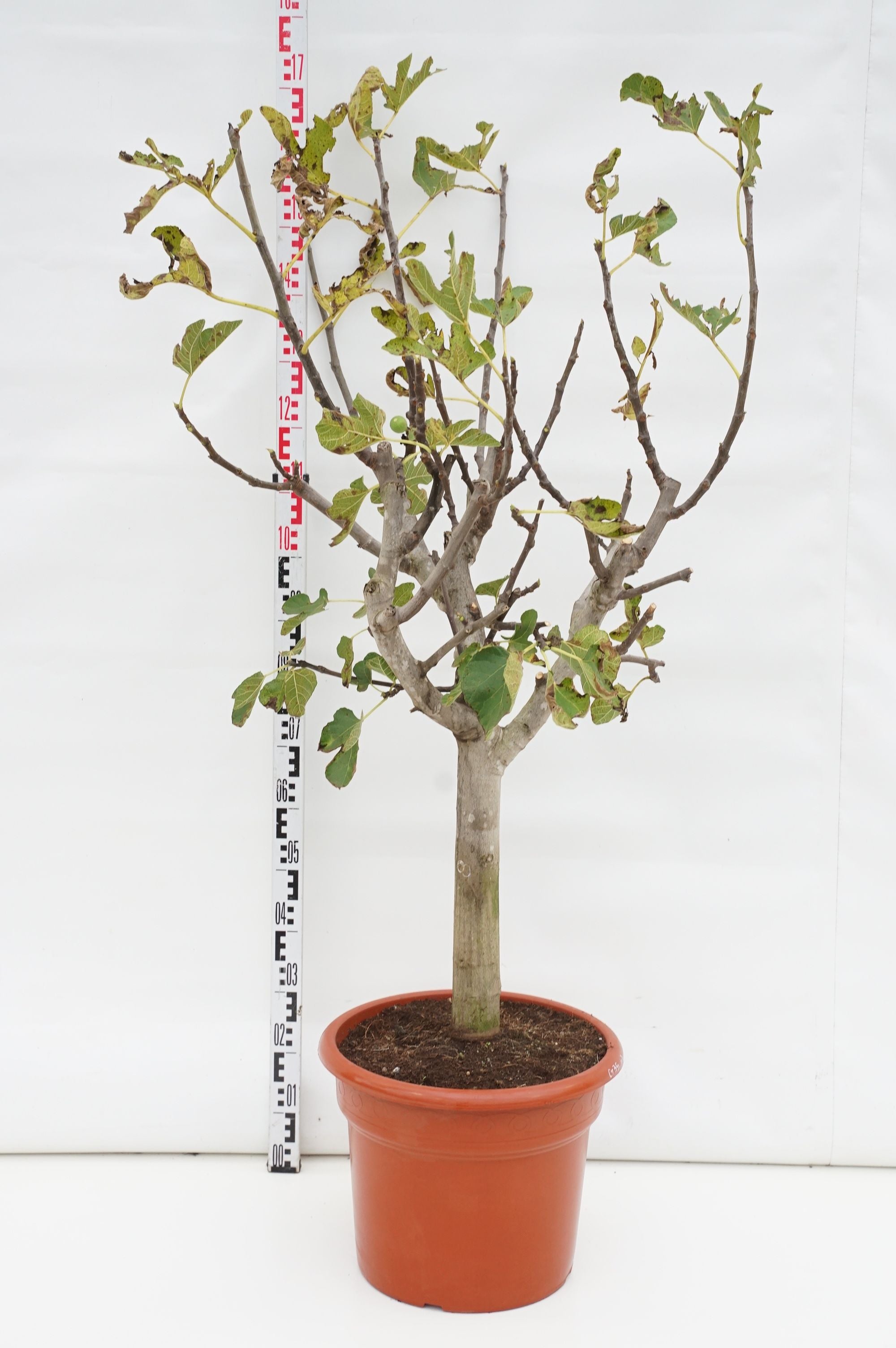 Fikon carica - 60 CM STEM C35