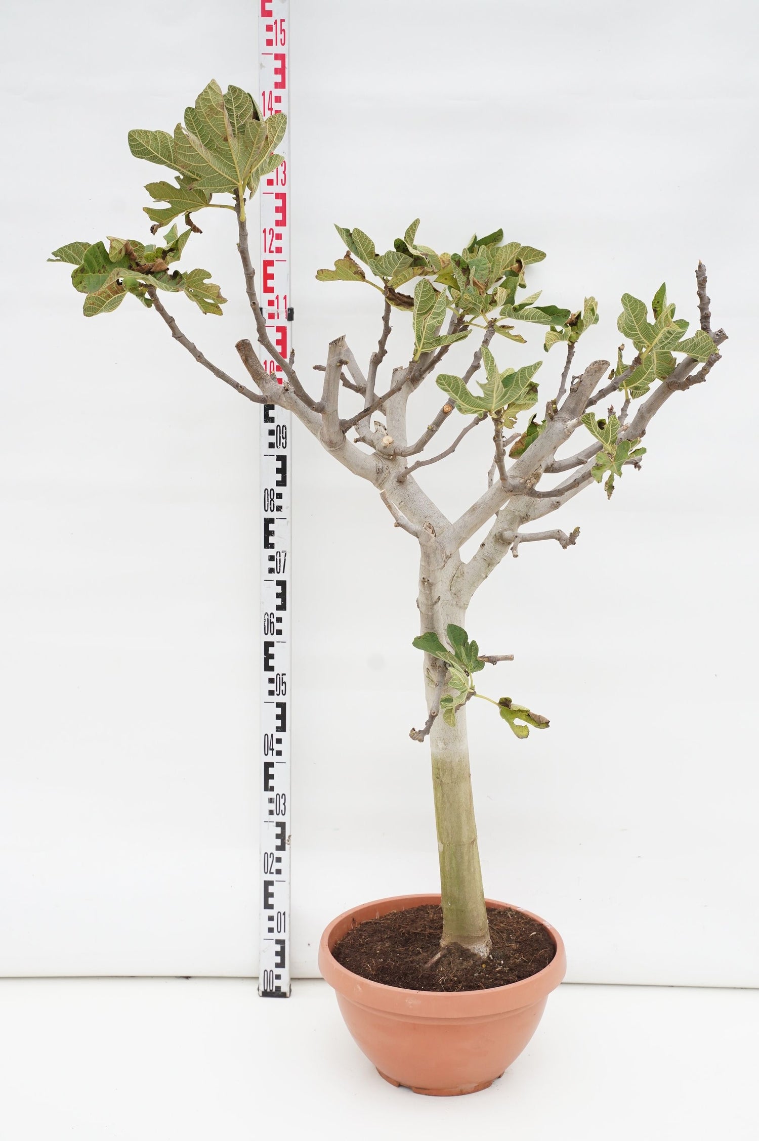 Fikon carica - 70 CM STEM C20