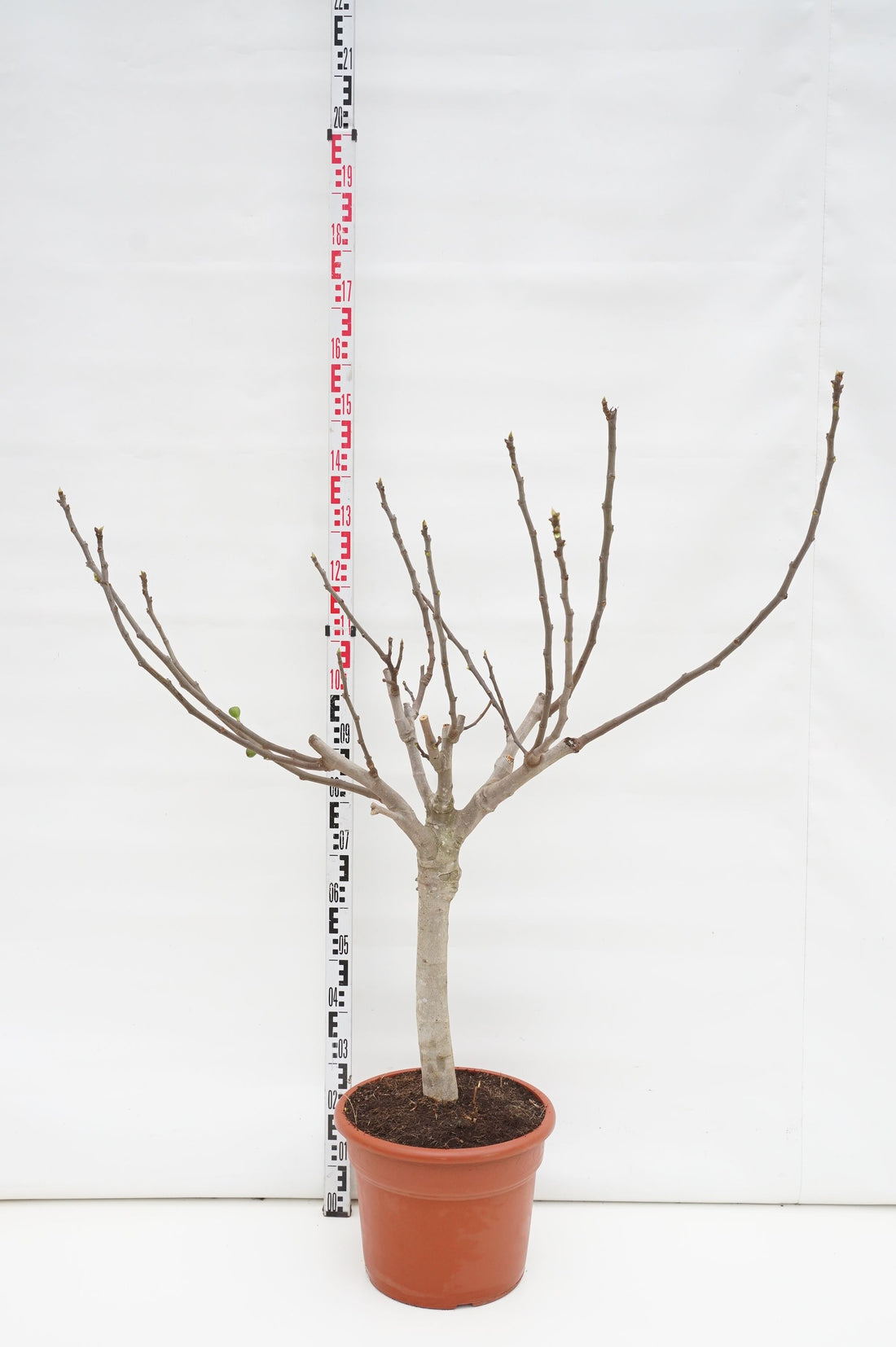 Fikon carica - 70 CM ST C25