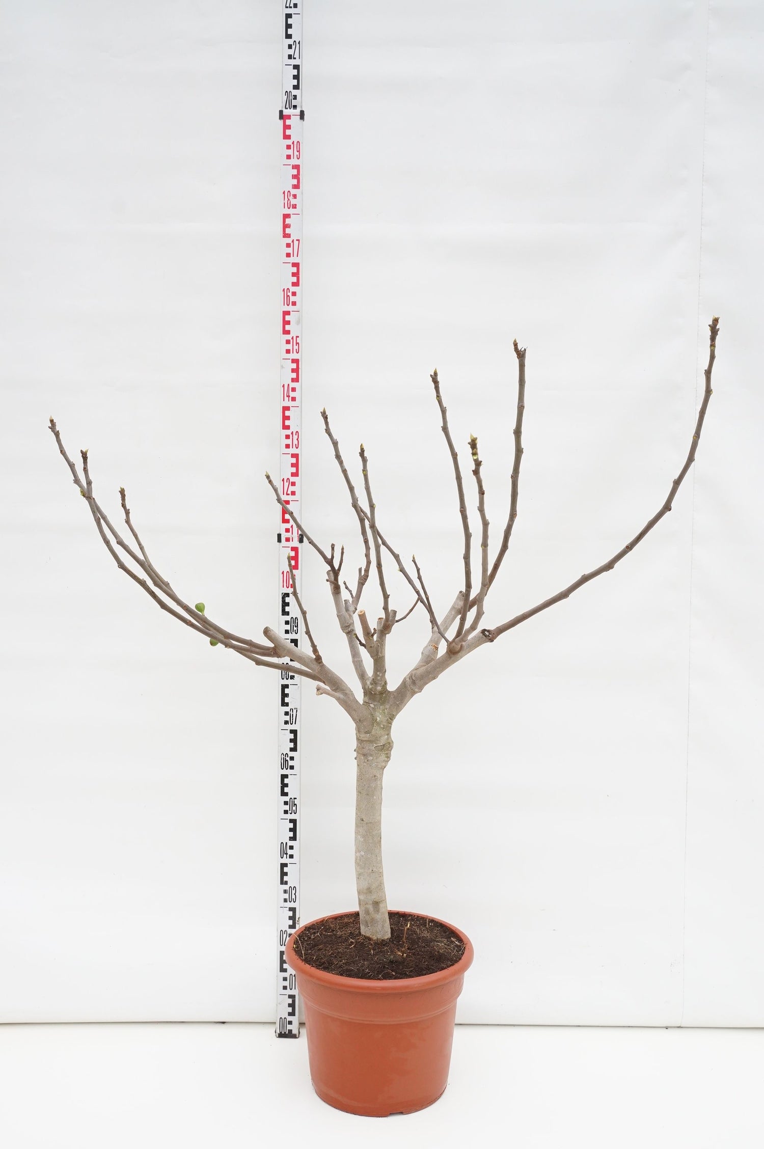 Fikon carica - 70 CM ST C25