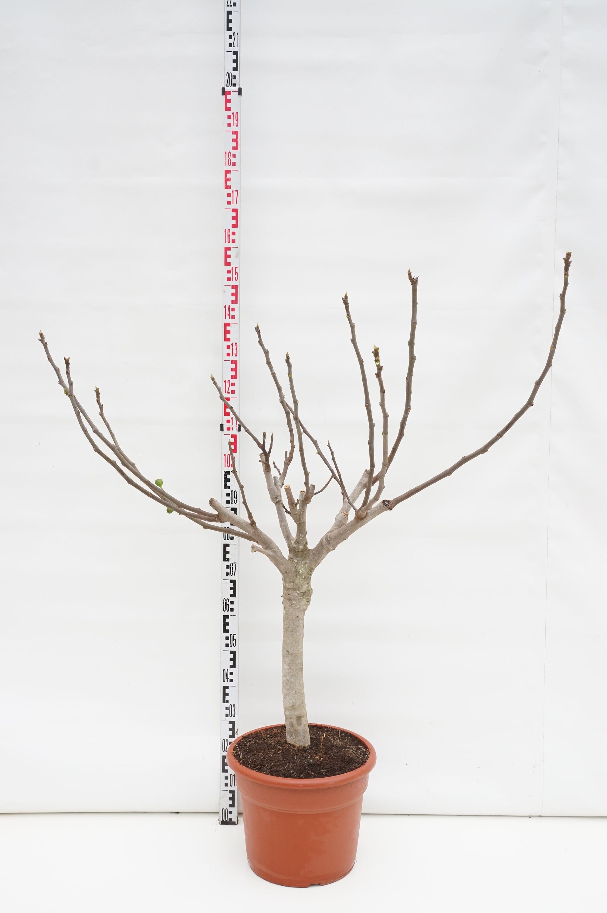 Fikon carica - 70 CM ST C25