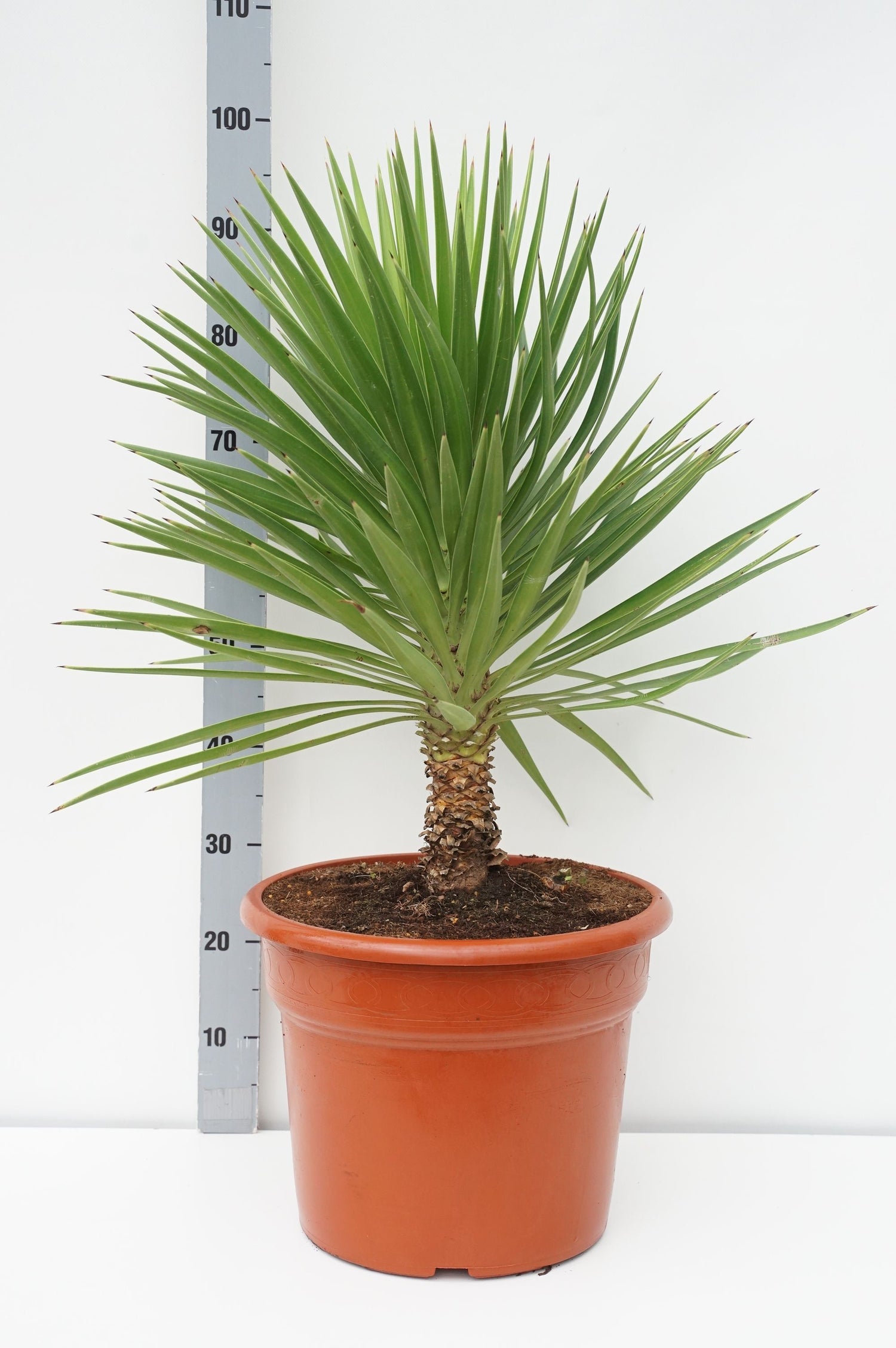 Palmlilja aloifolia - C25 60-80 CM
