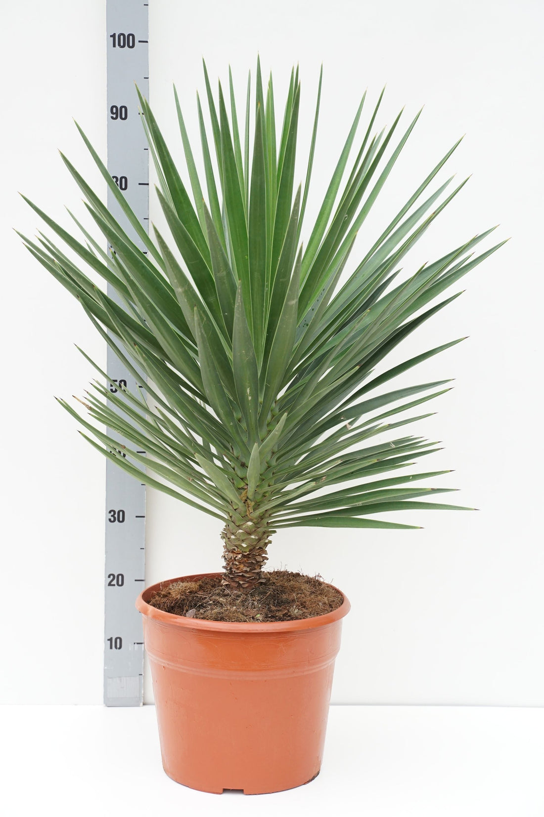 Palmlilja aloifolia - C12