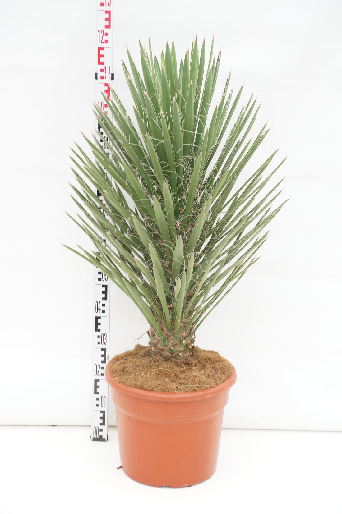 Palmlilja filifera &