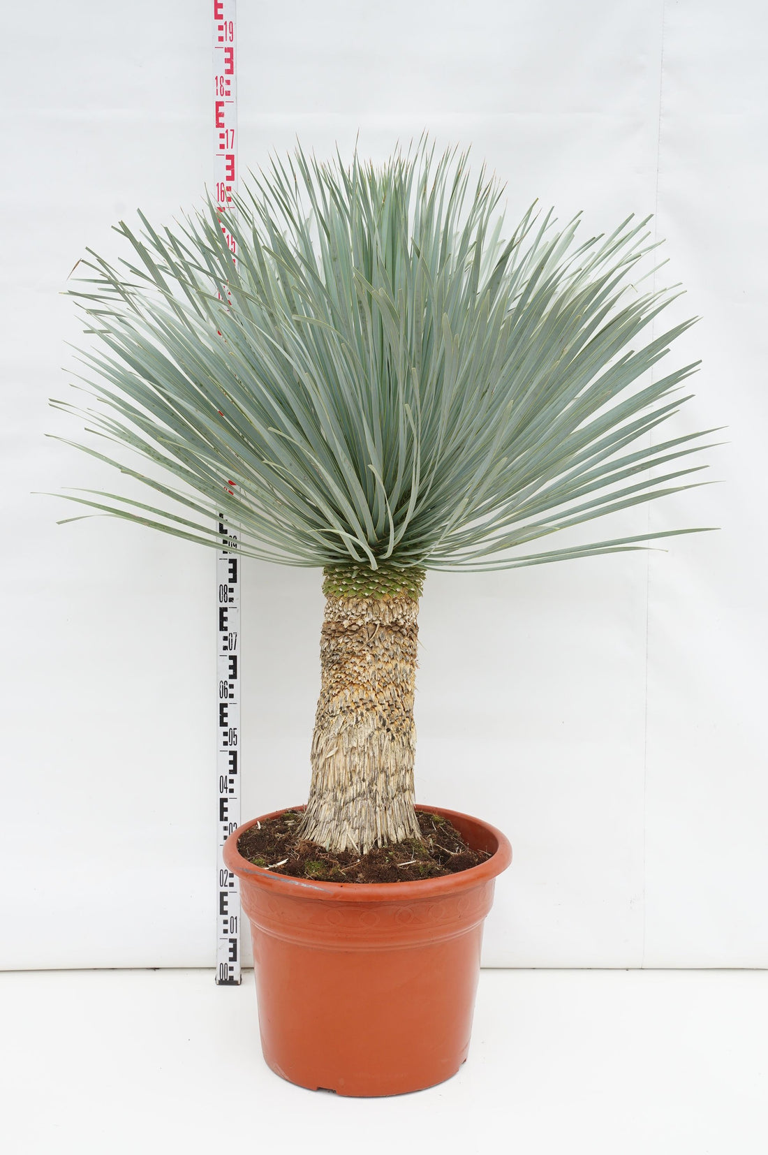 Palmlilja filifera &